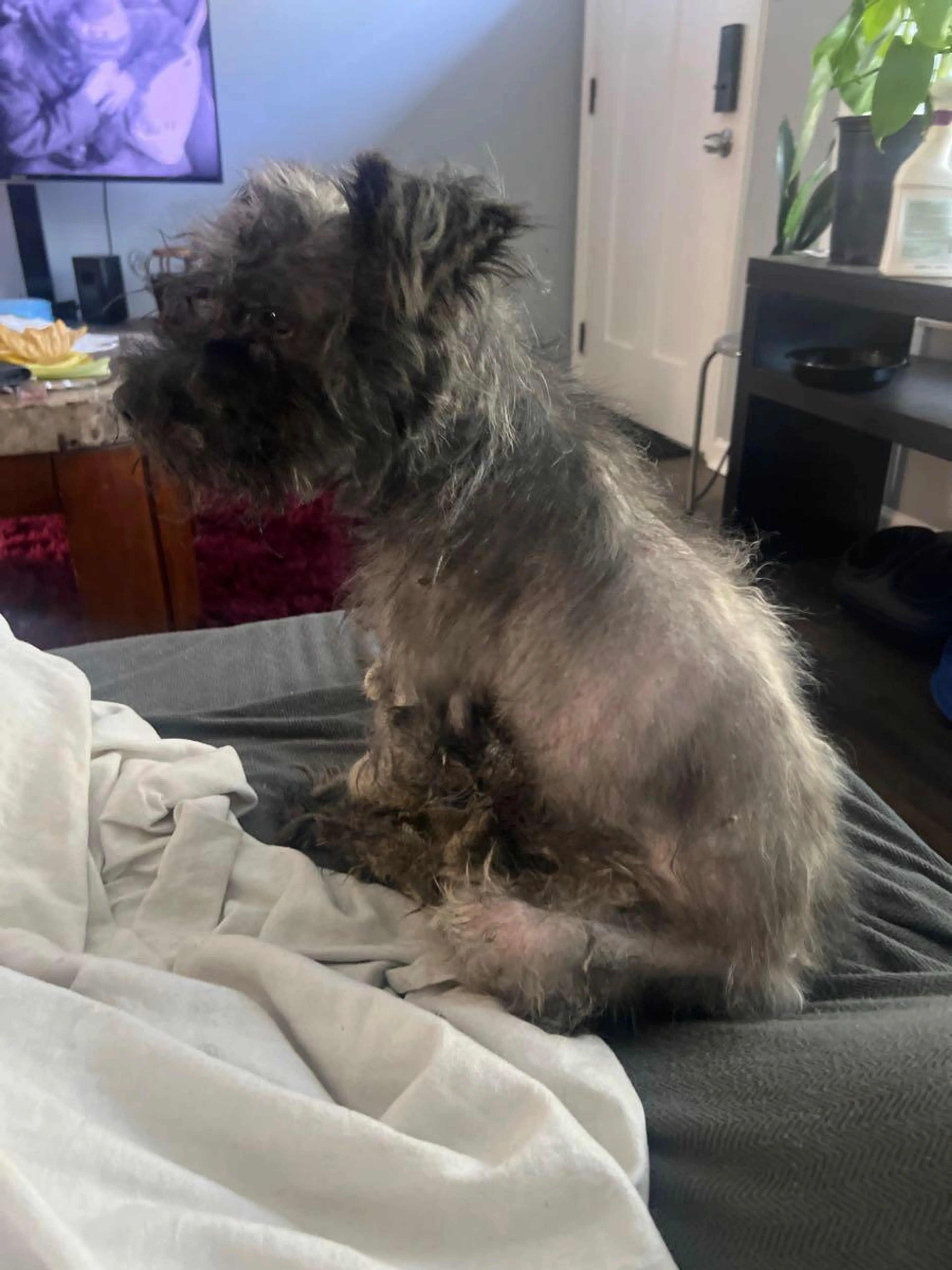 cdn image