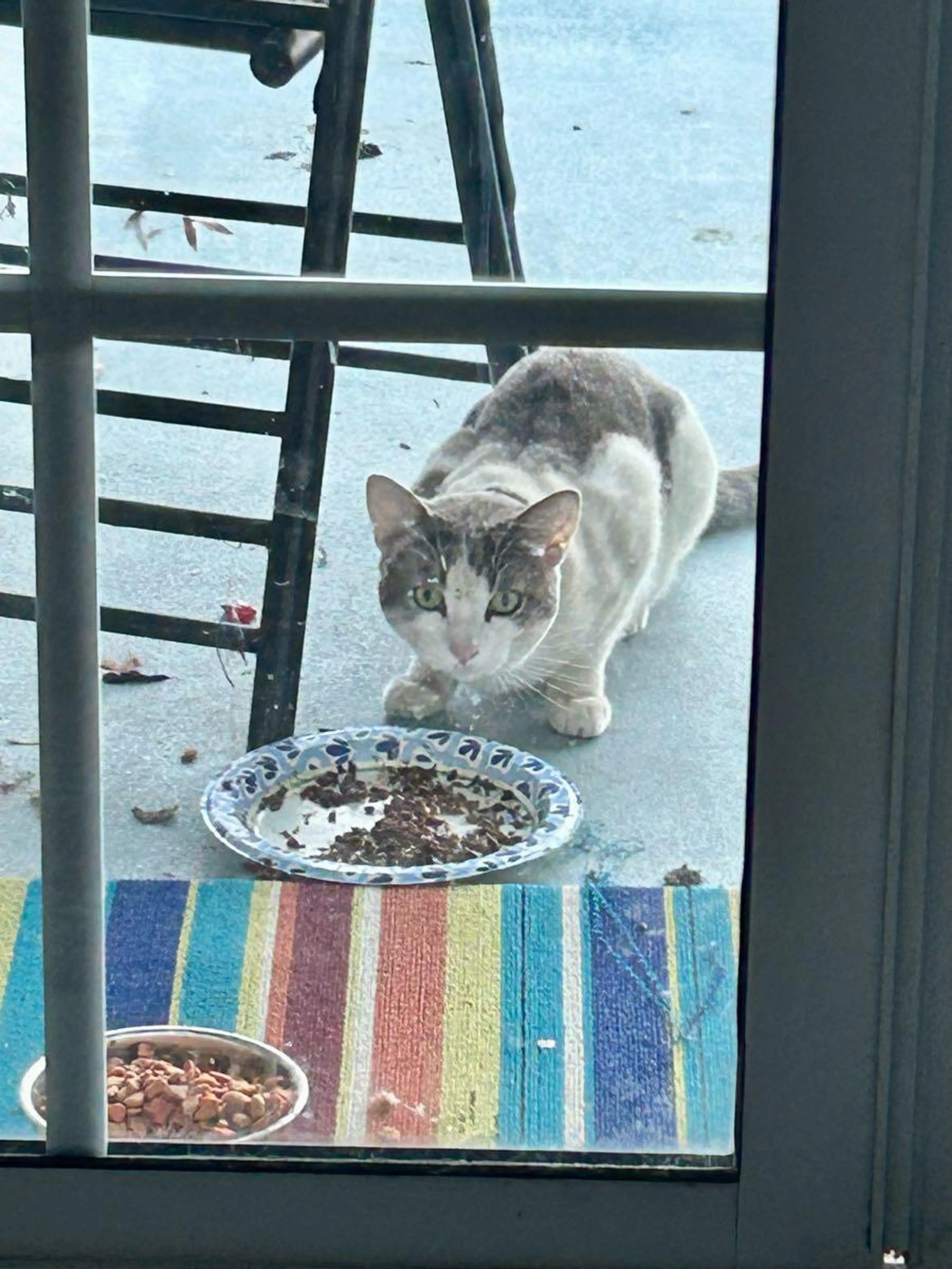 Found pet