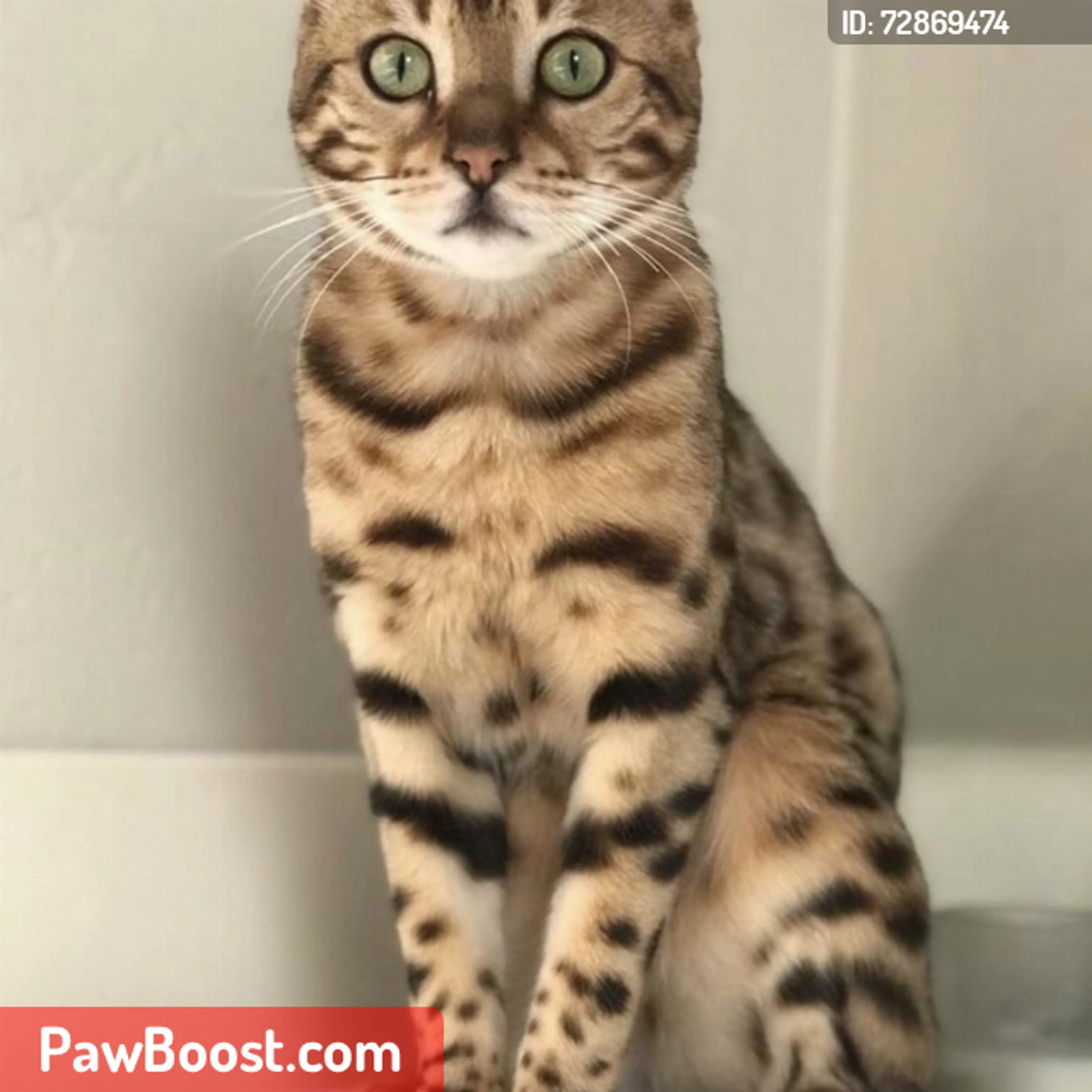 Lost pet