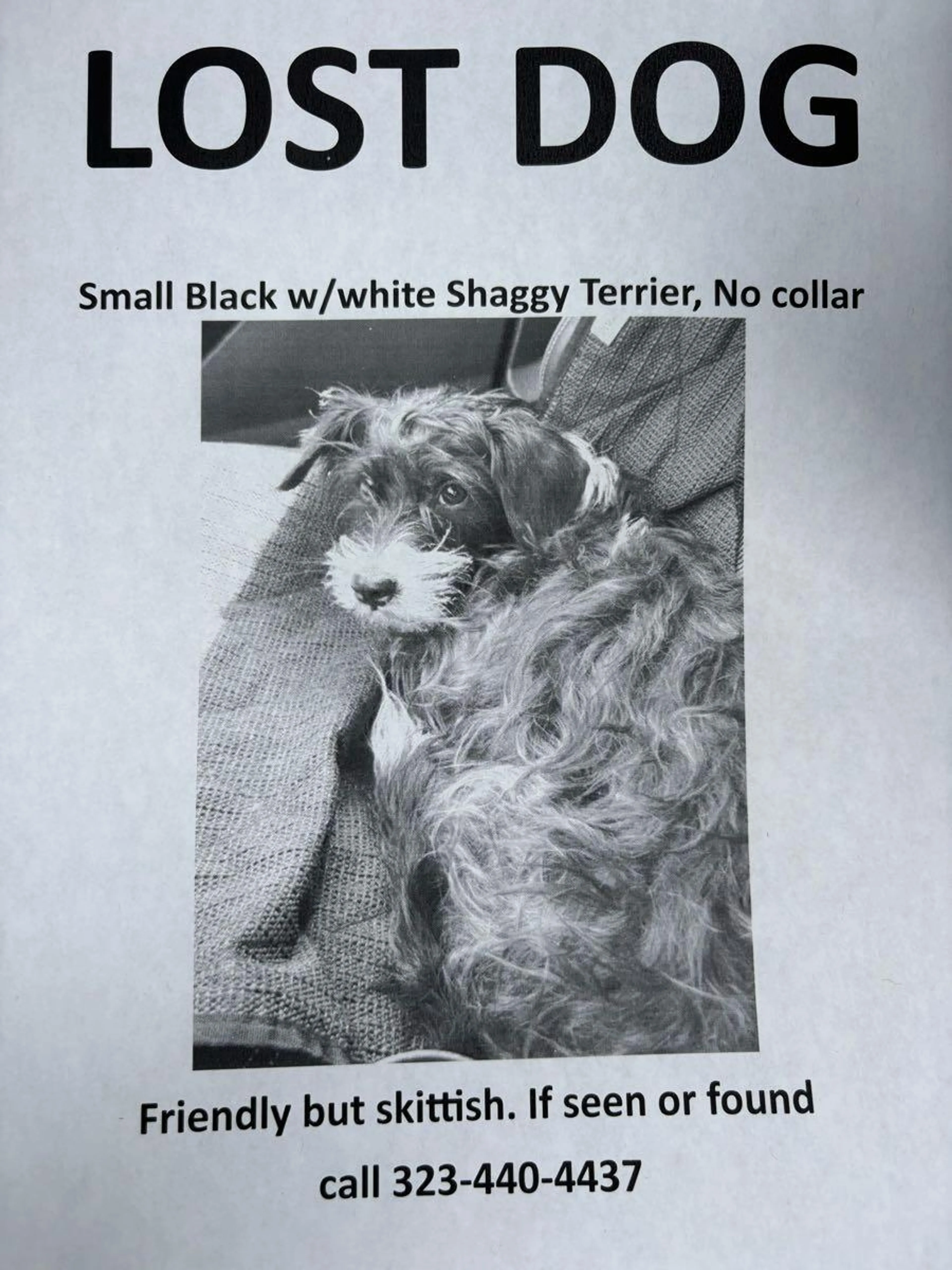 Lost pet