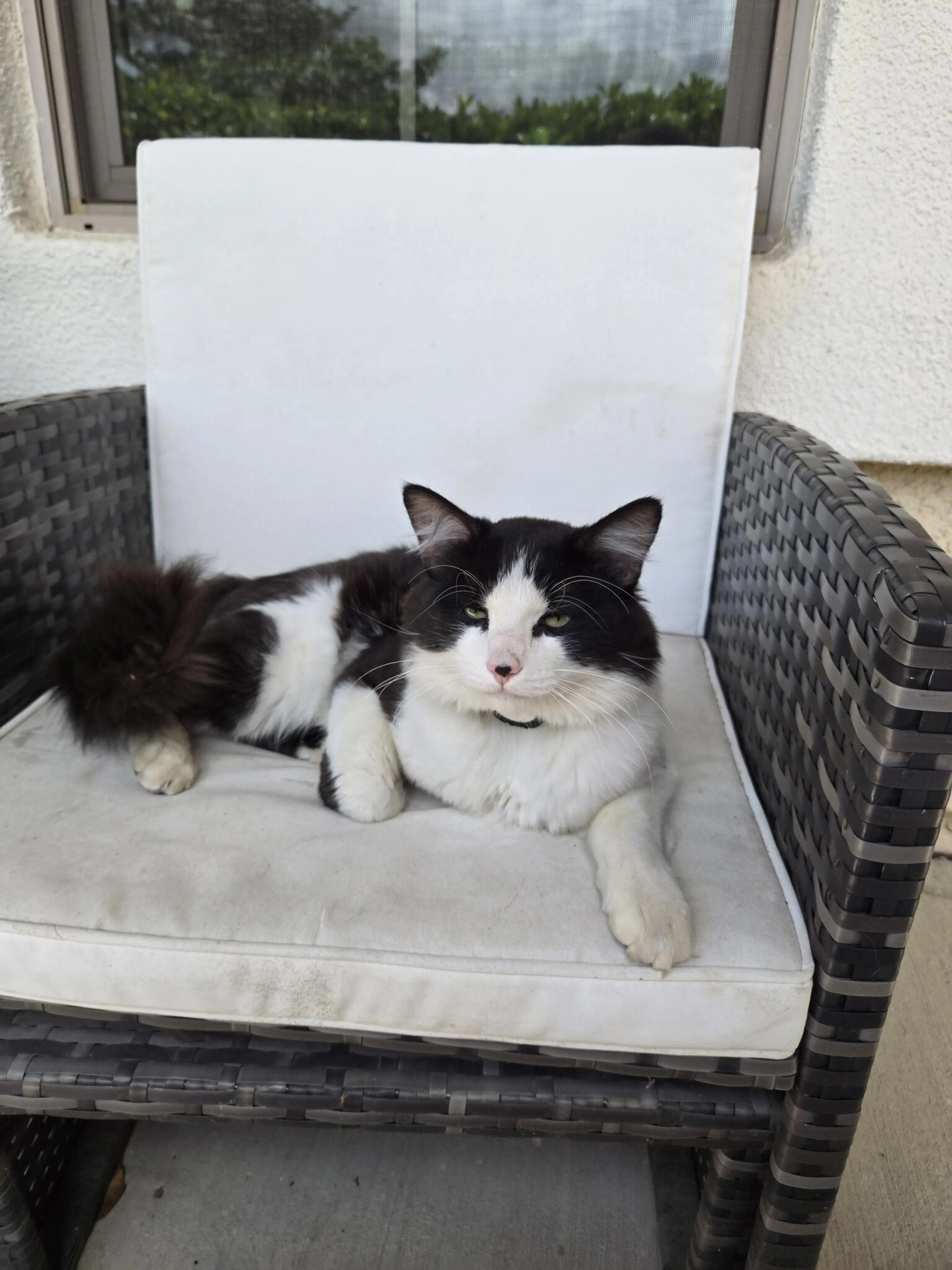 Found pet