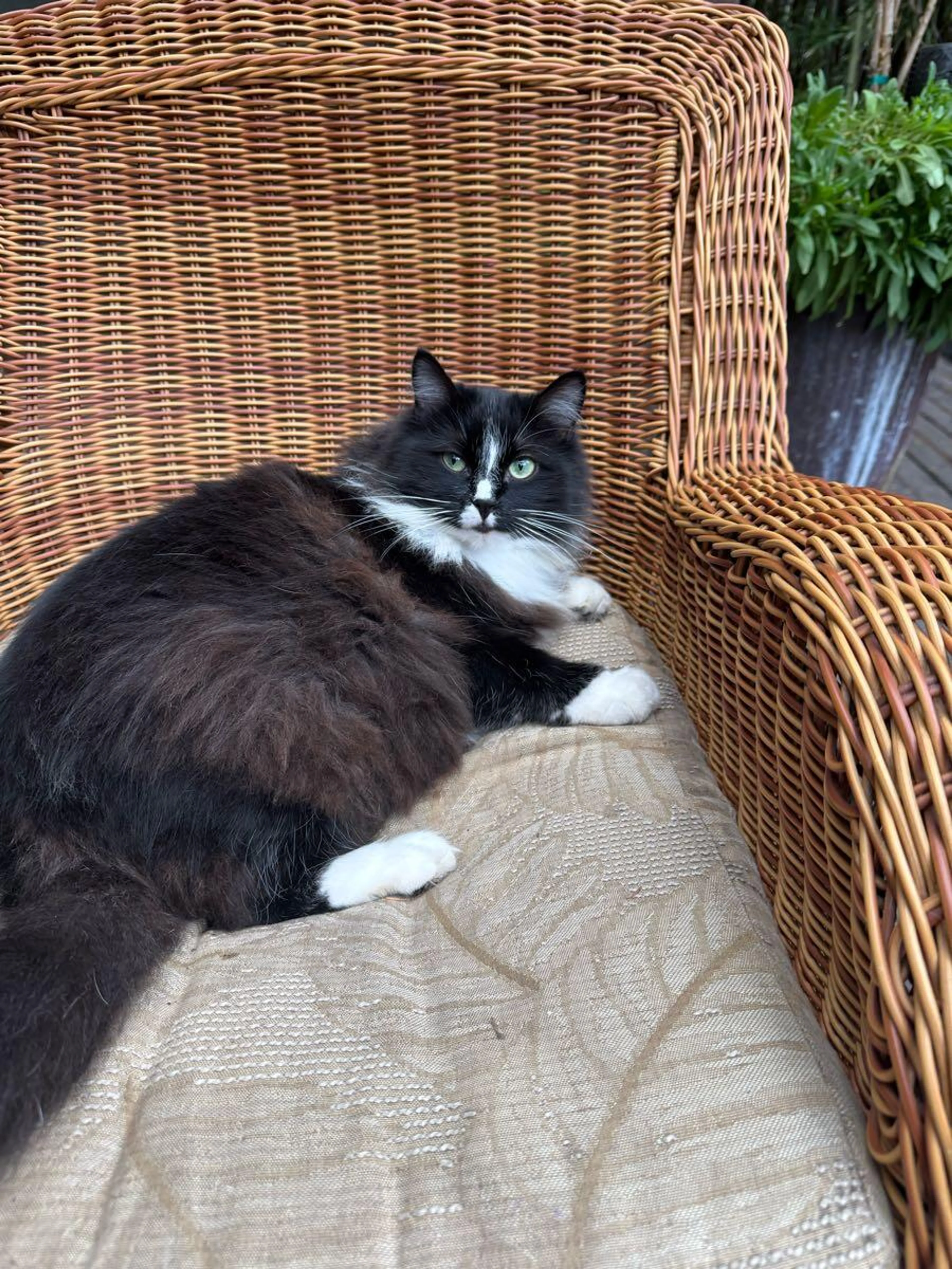 Lost pet