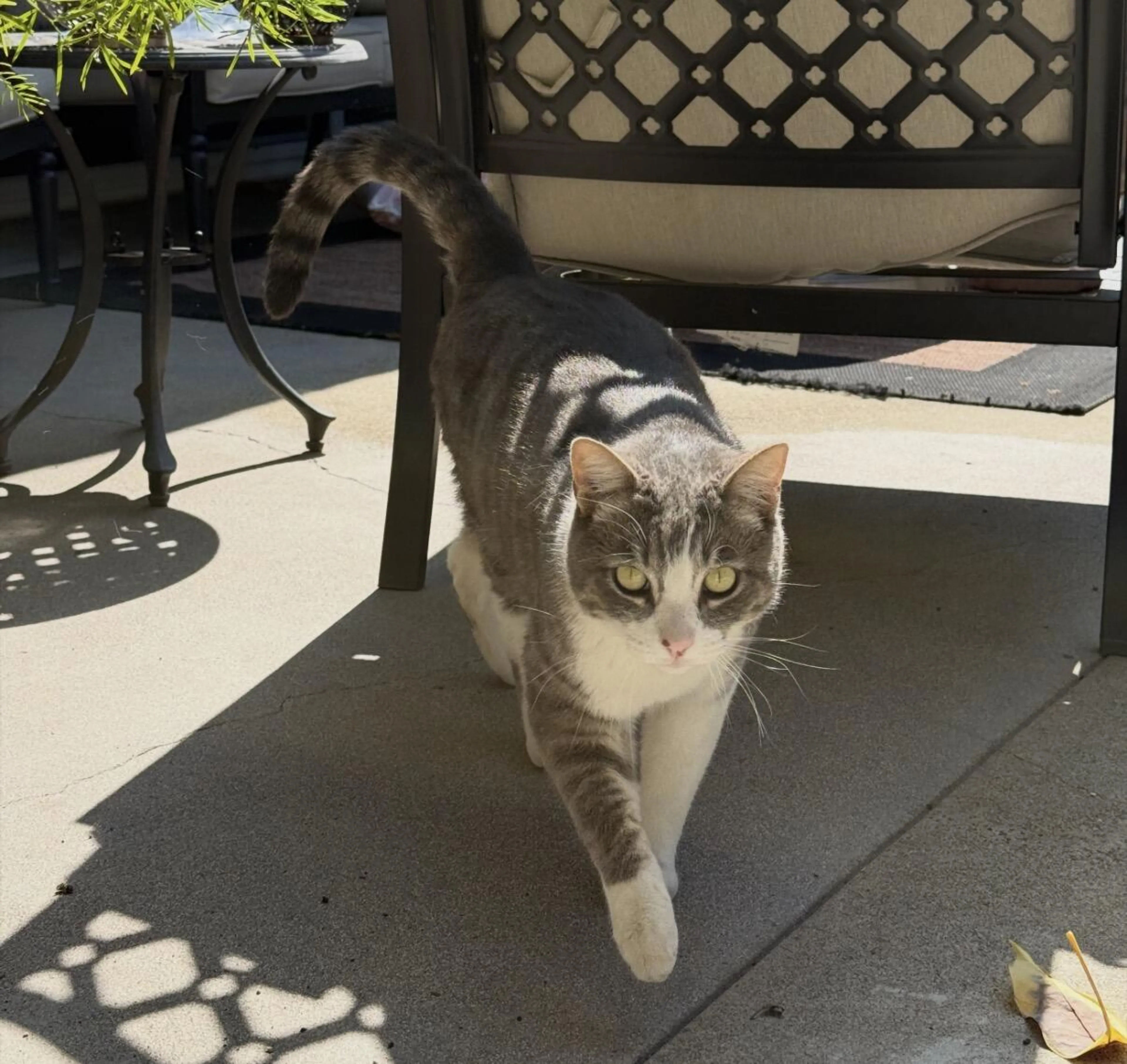 Lost pet