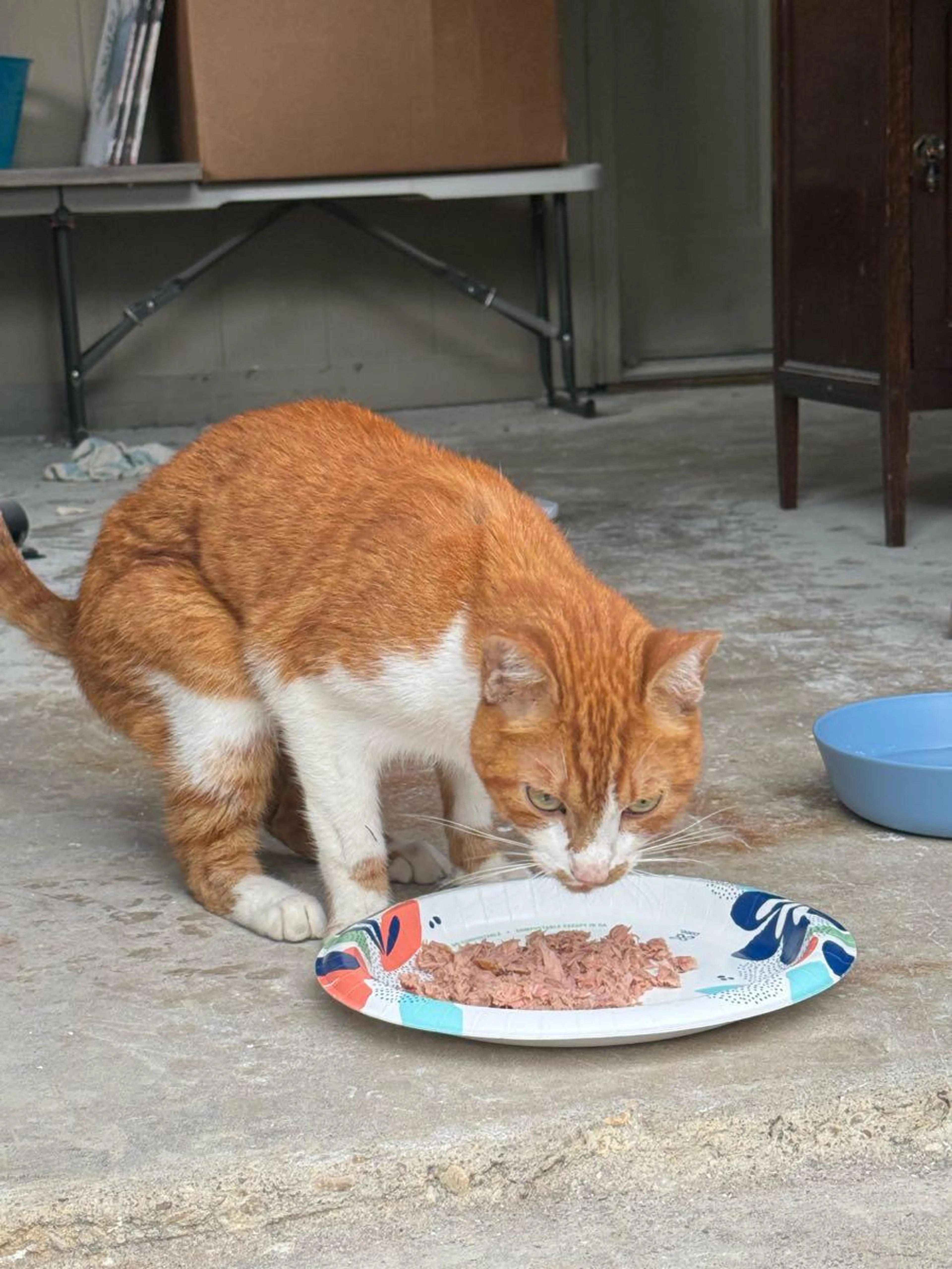 Found pet