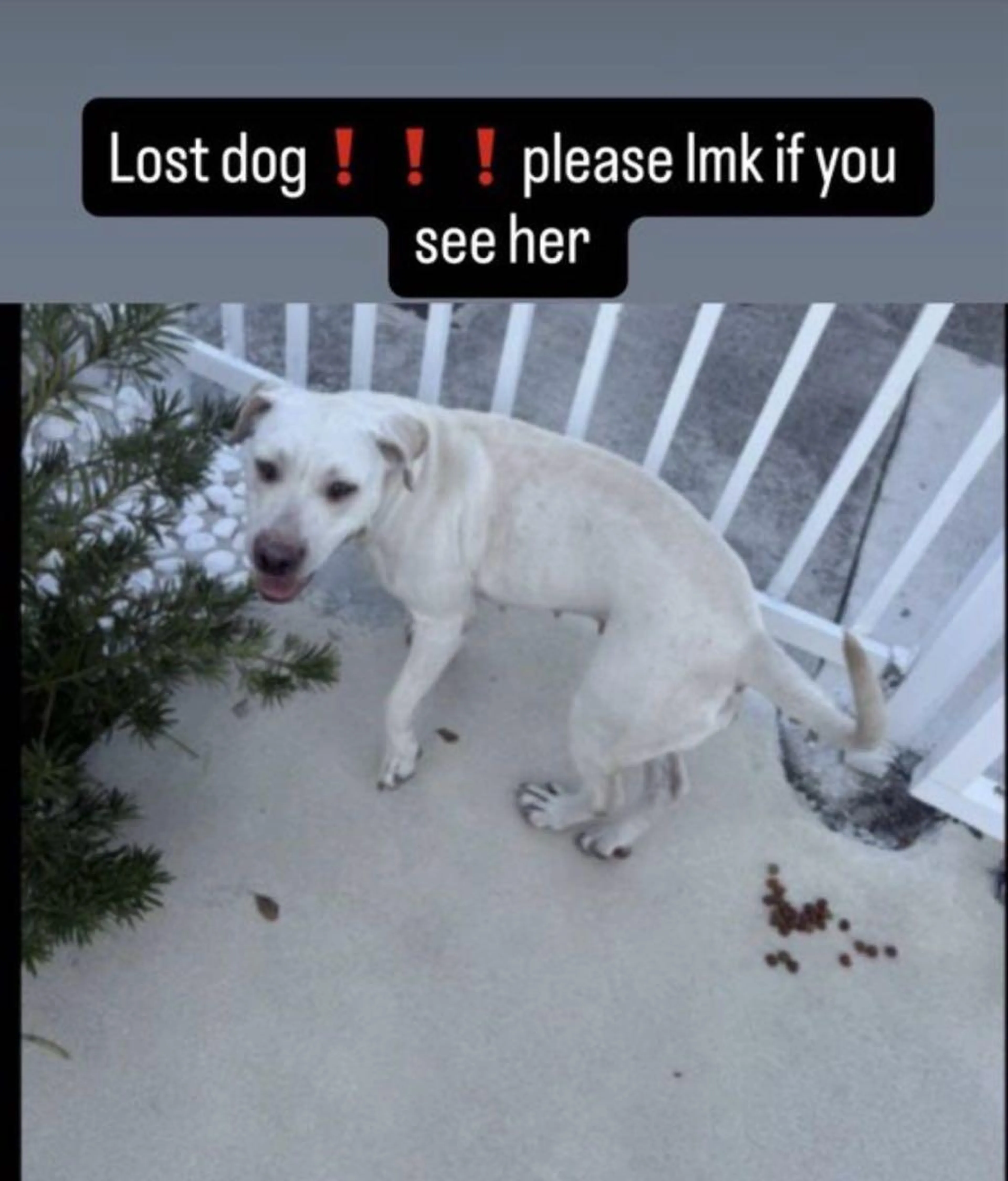 Lost pet