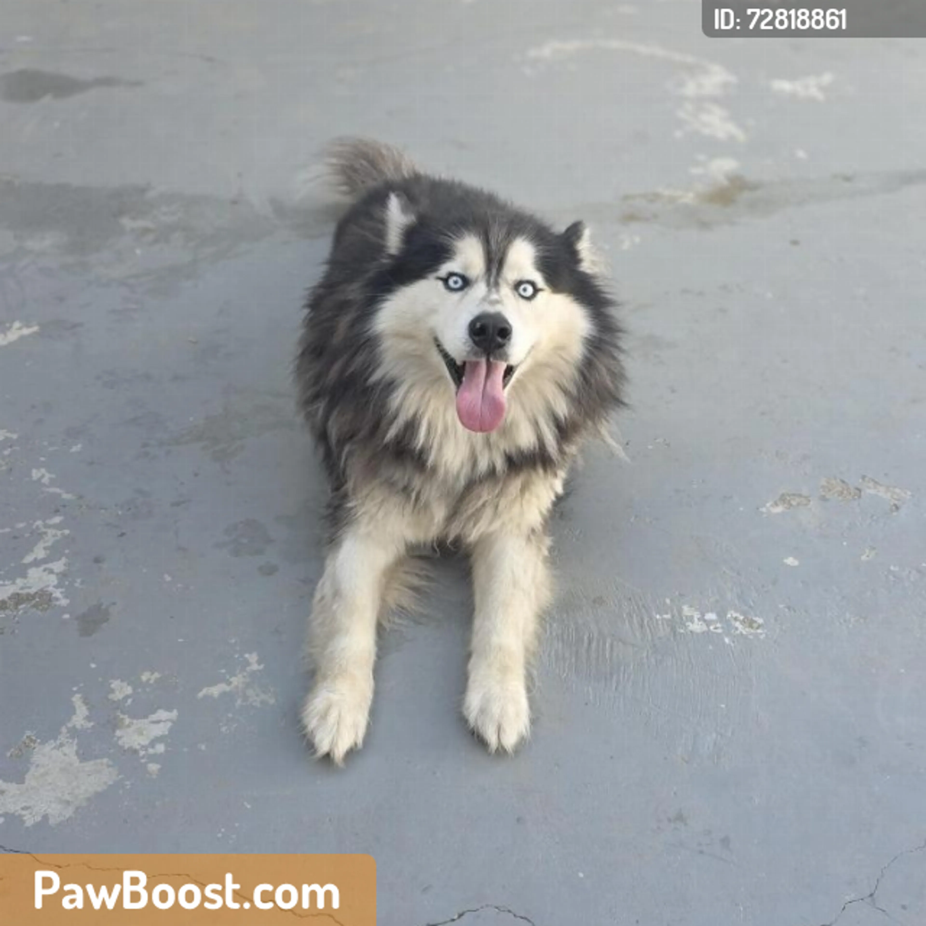 Found pet