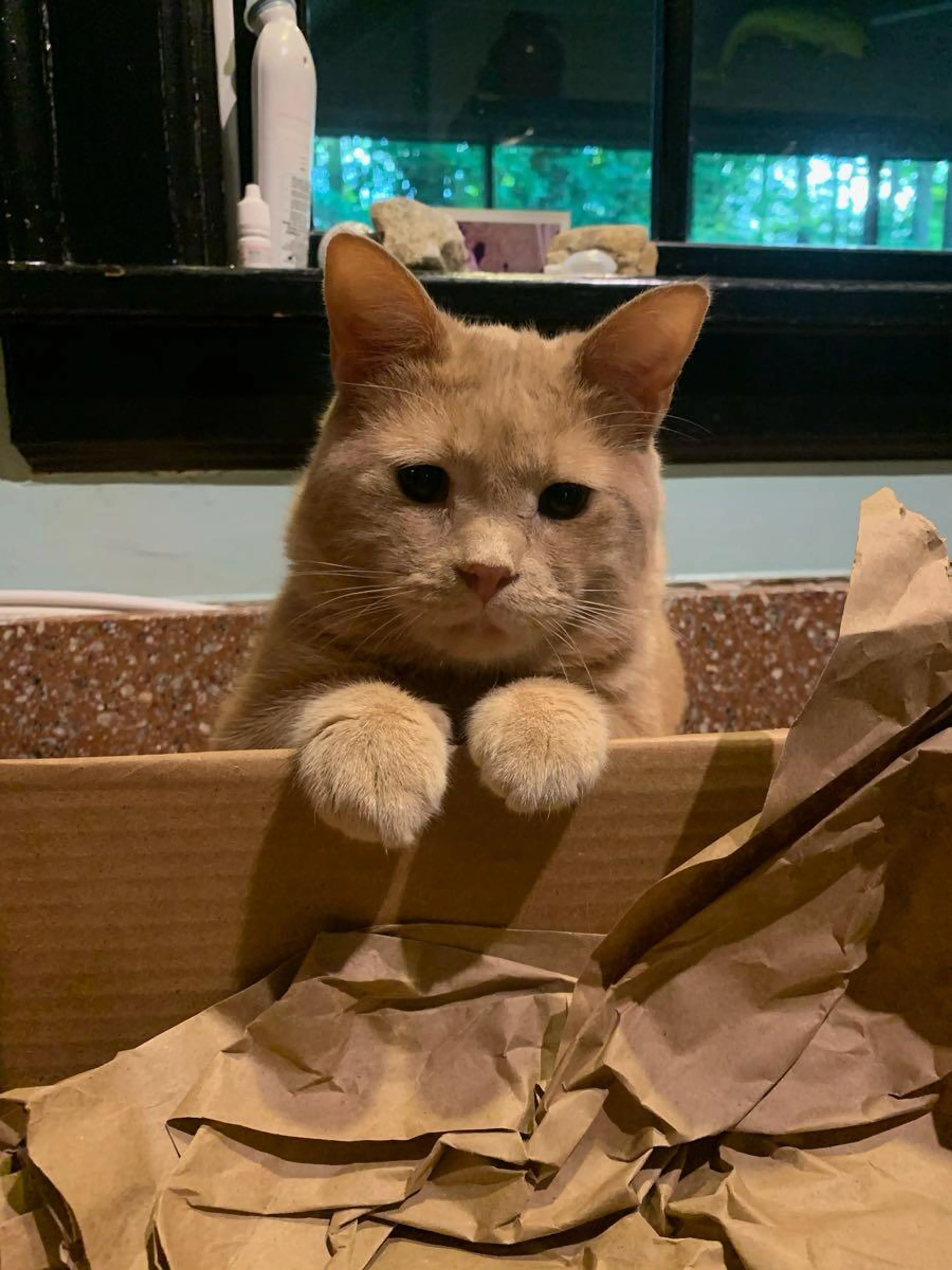 Lost pet