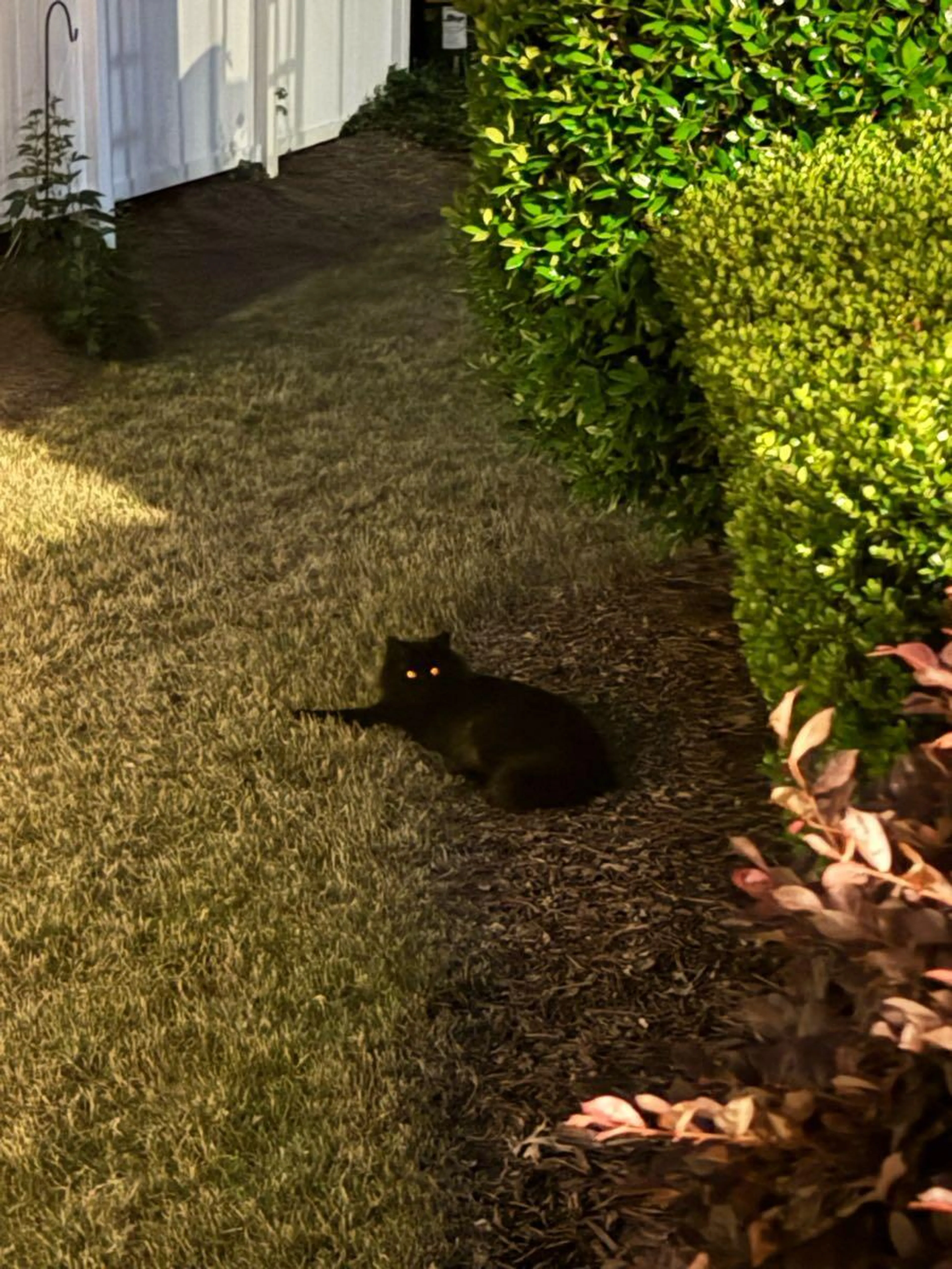 Found pet