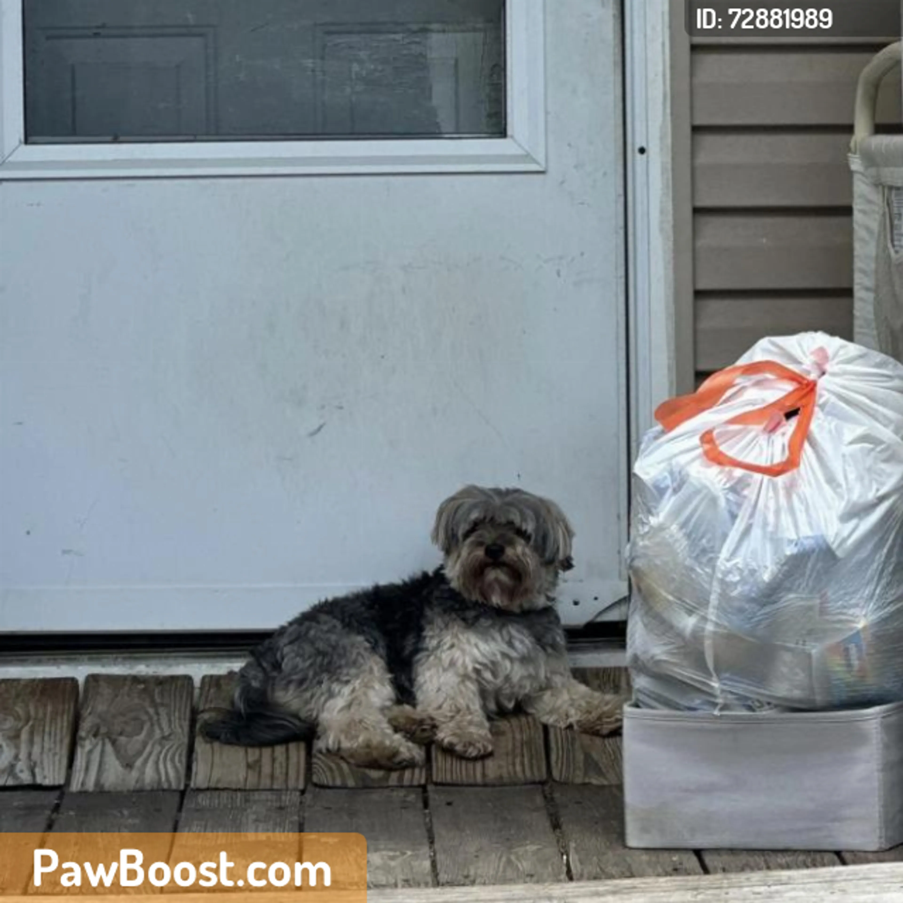 Found pet