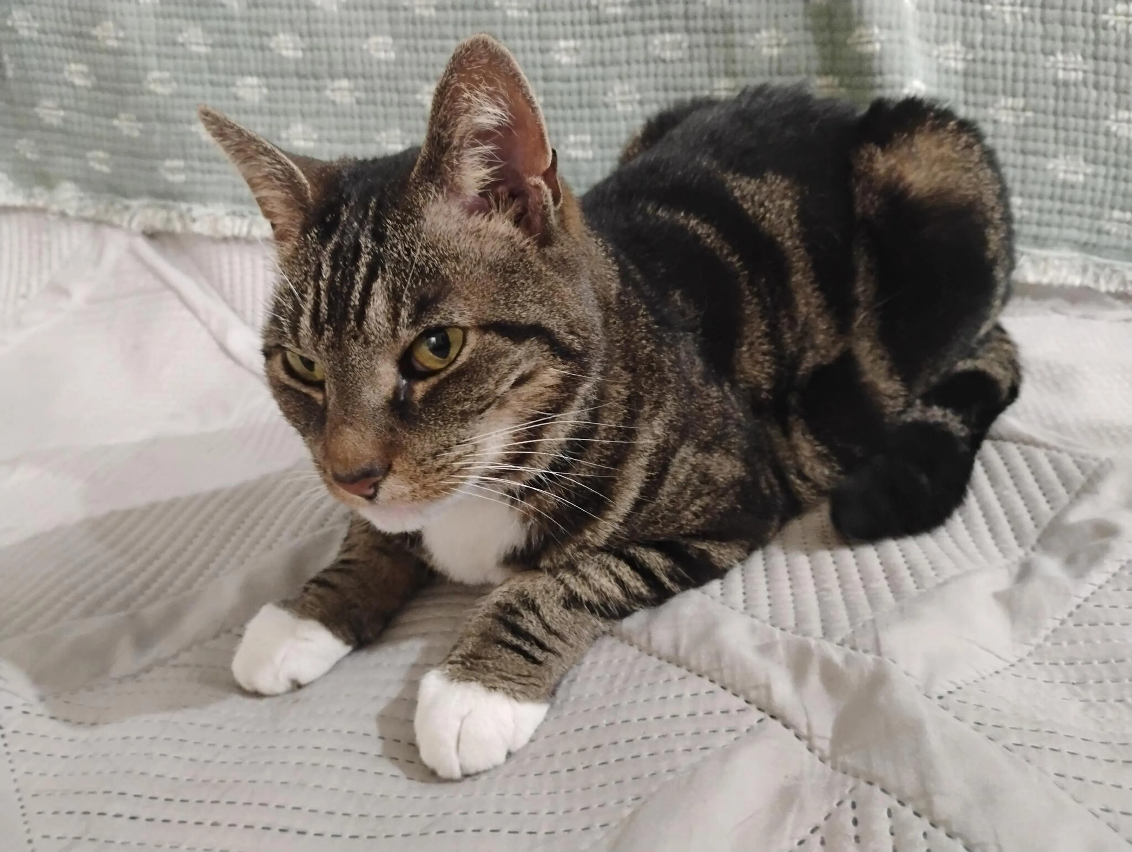 Found pet