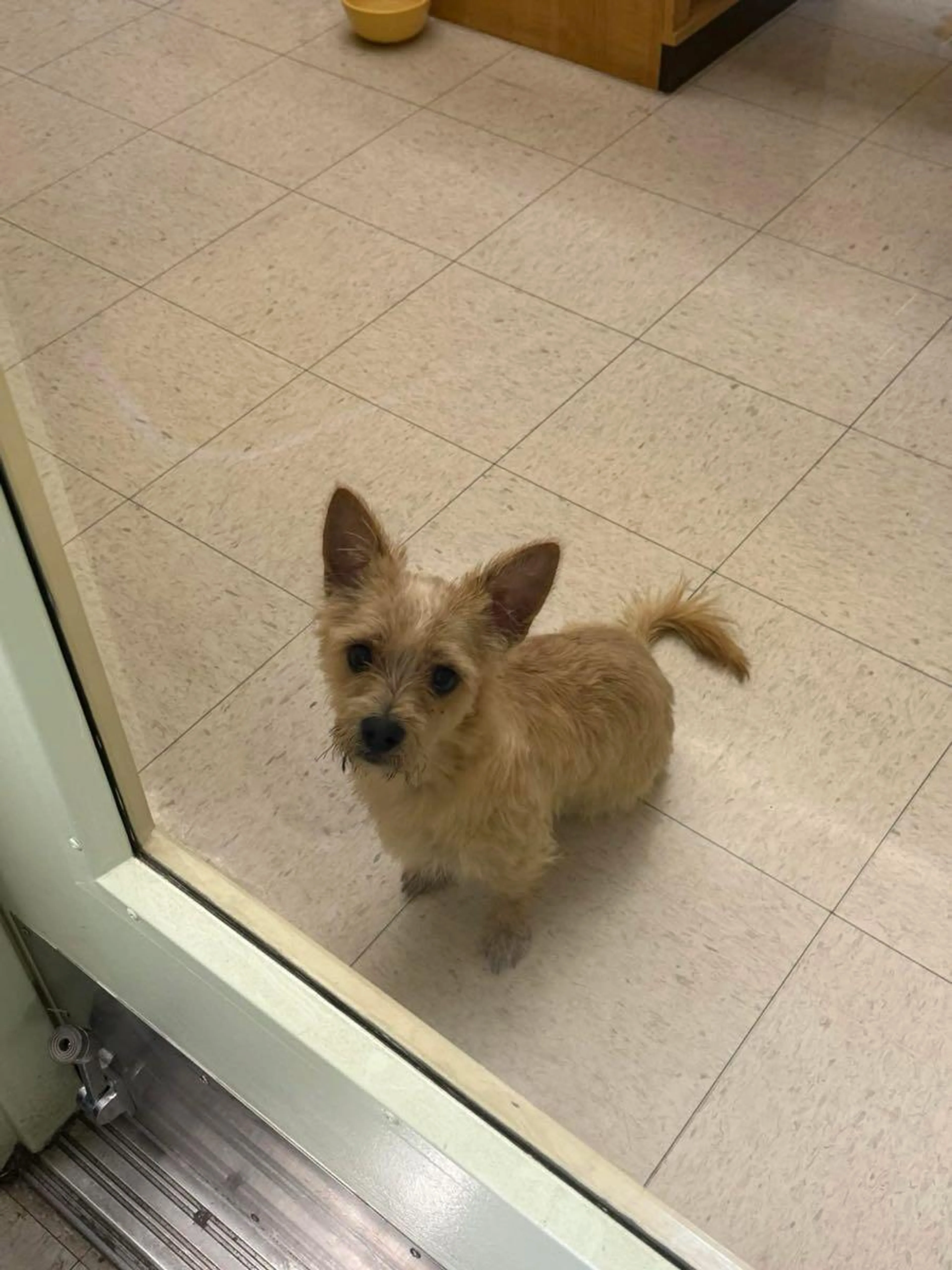 Lost pet