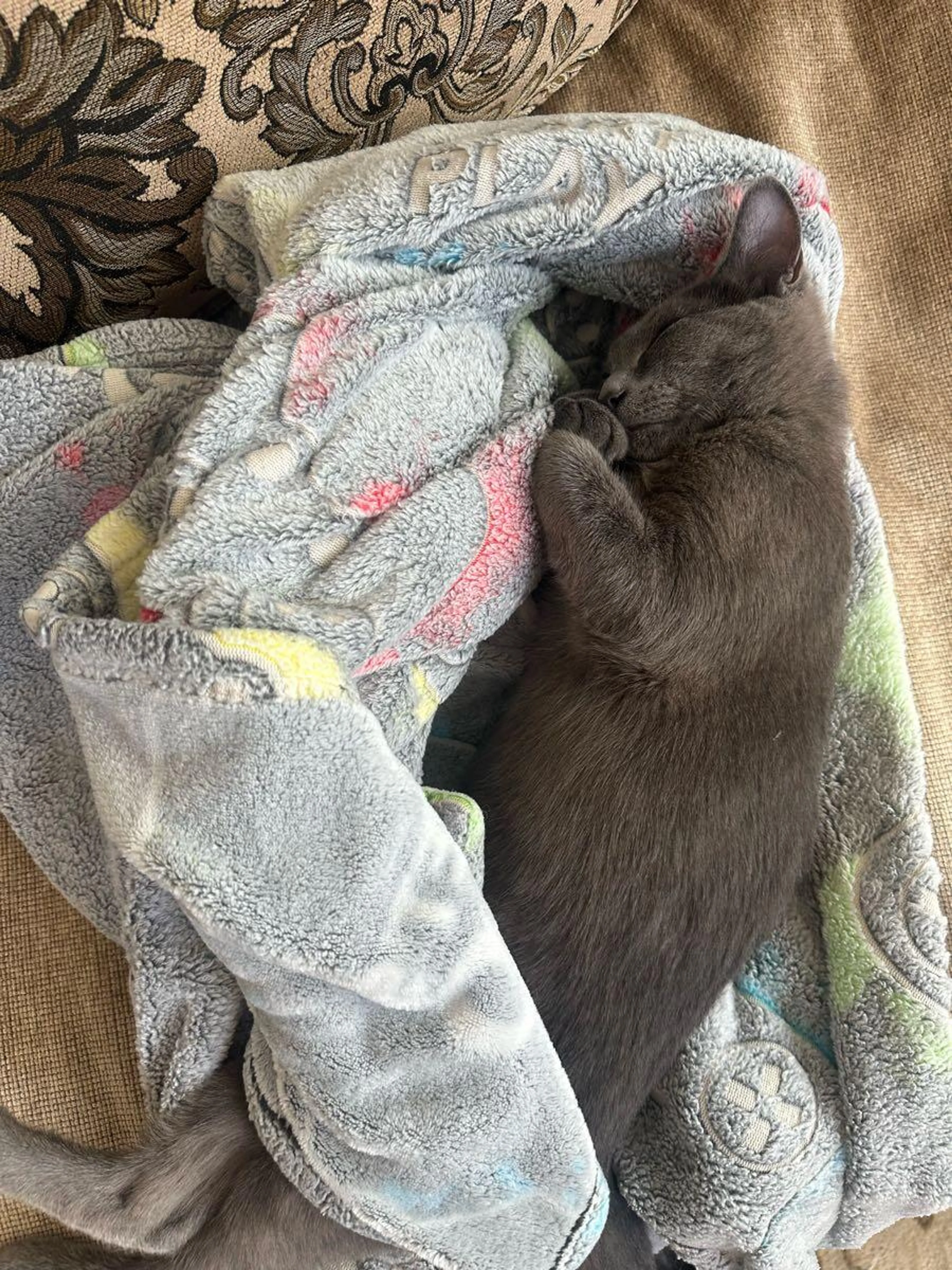 Found pet
