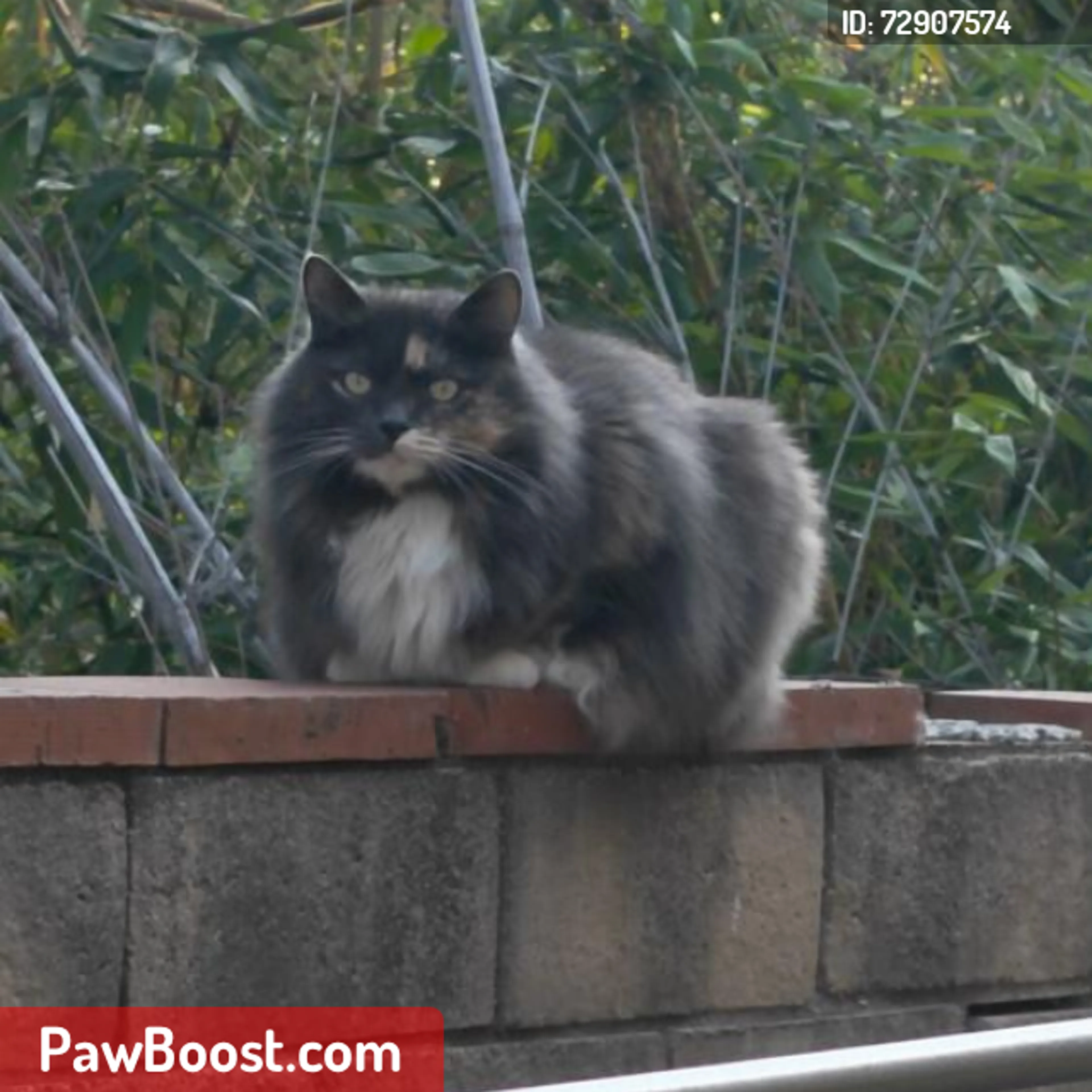 Lost pet