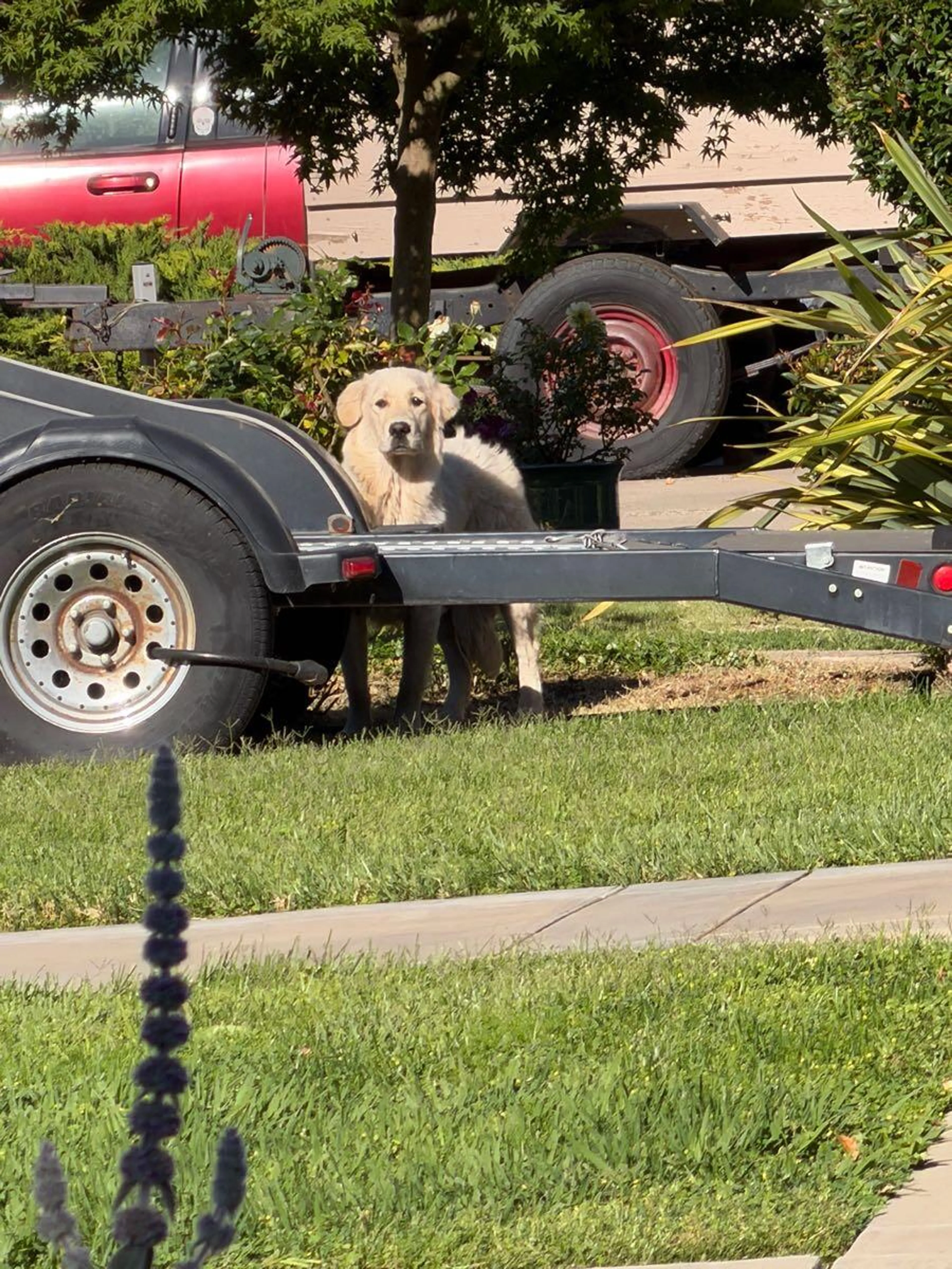 Found pet
