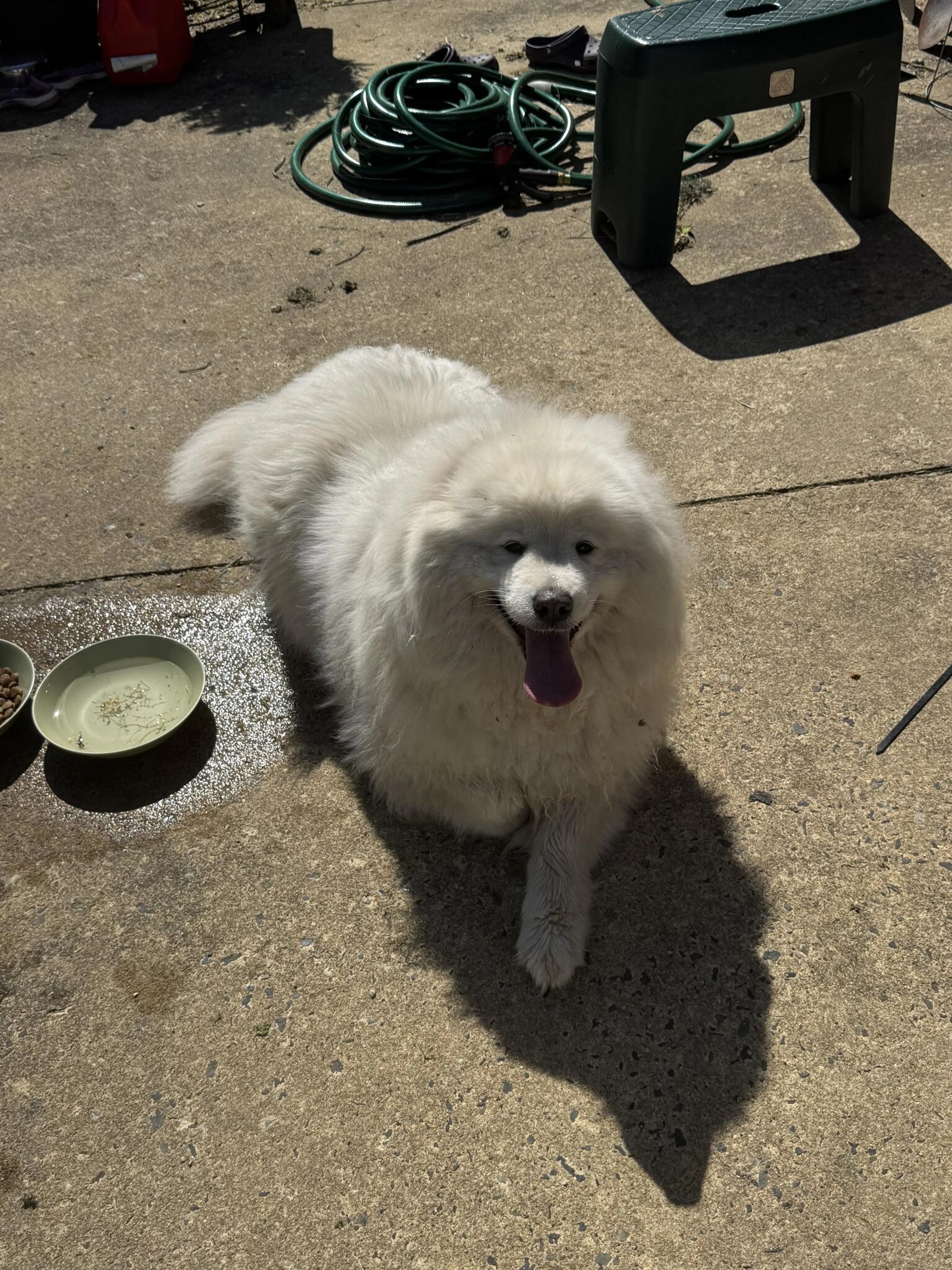 Found pet