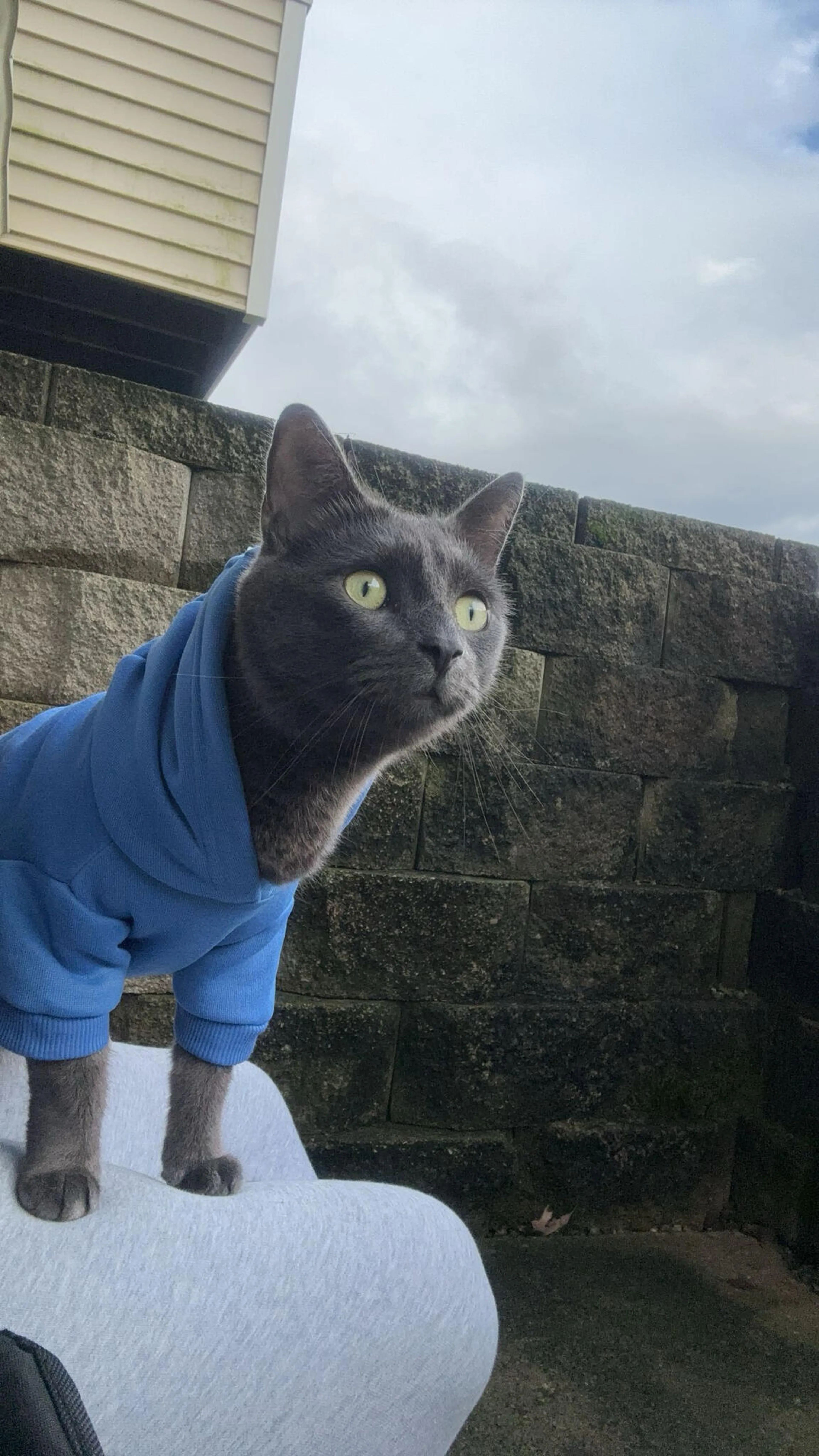 Lost pet