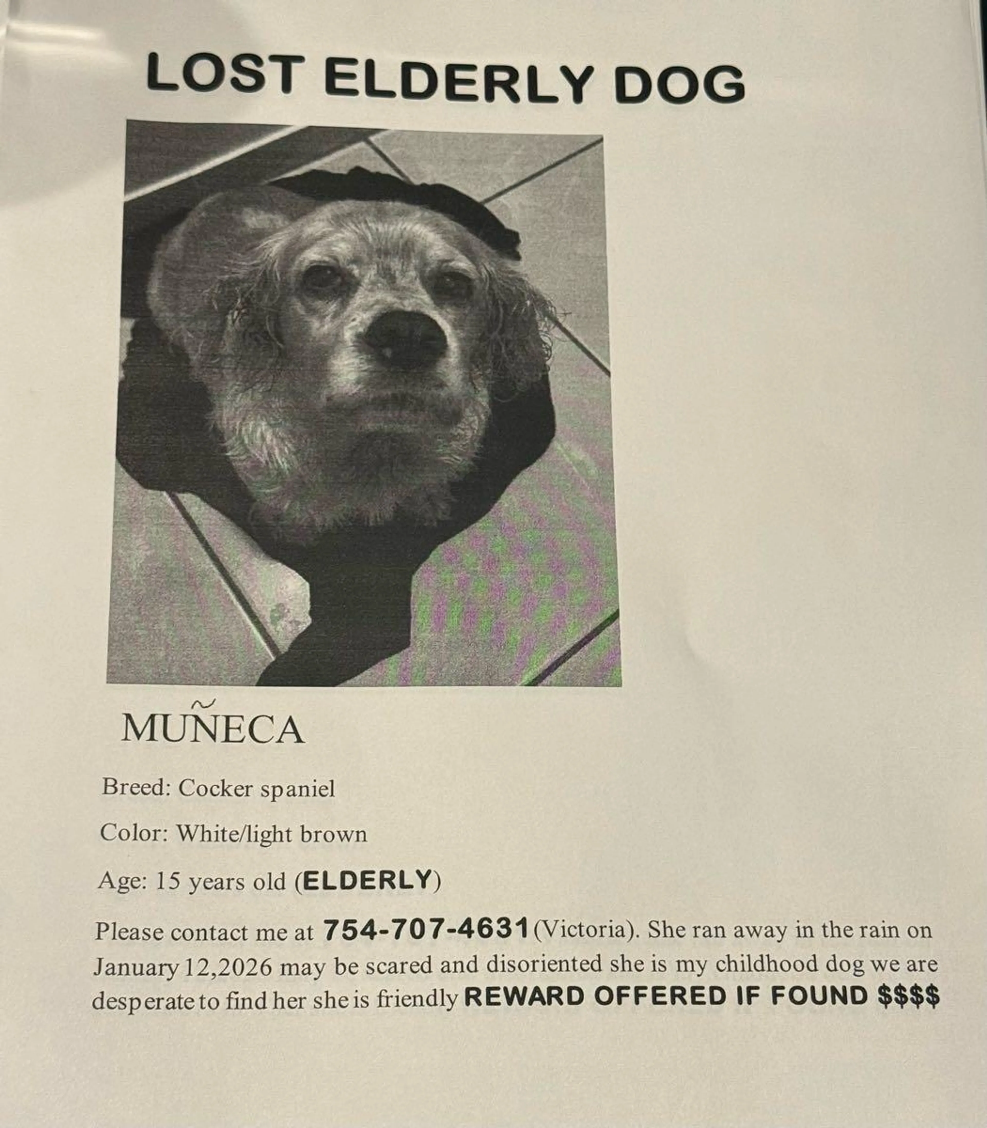 Lost pet