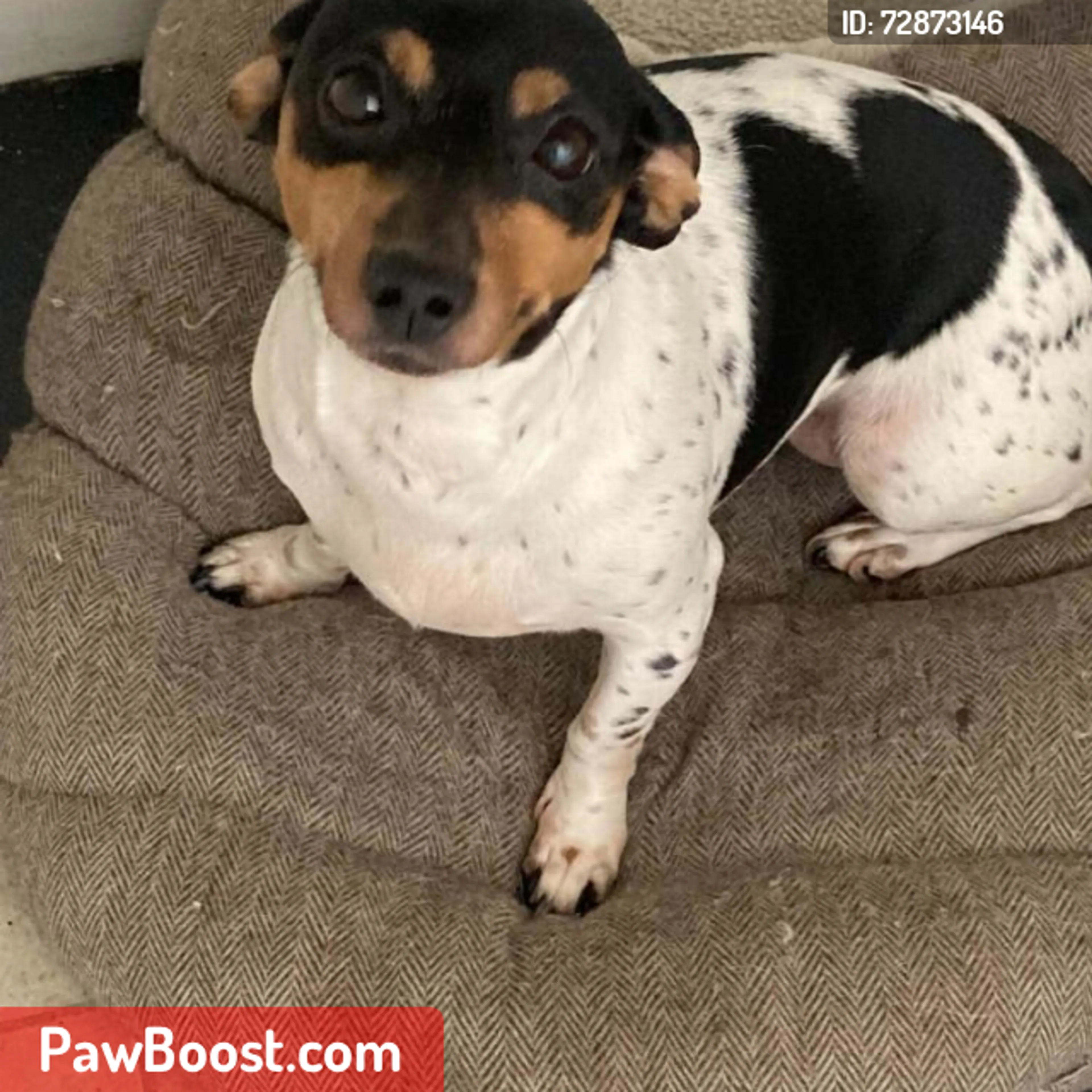 Lost pet