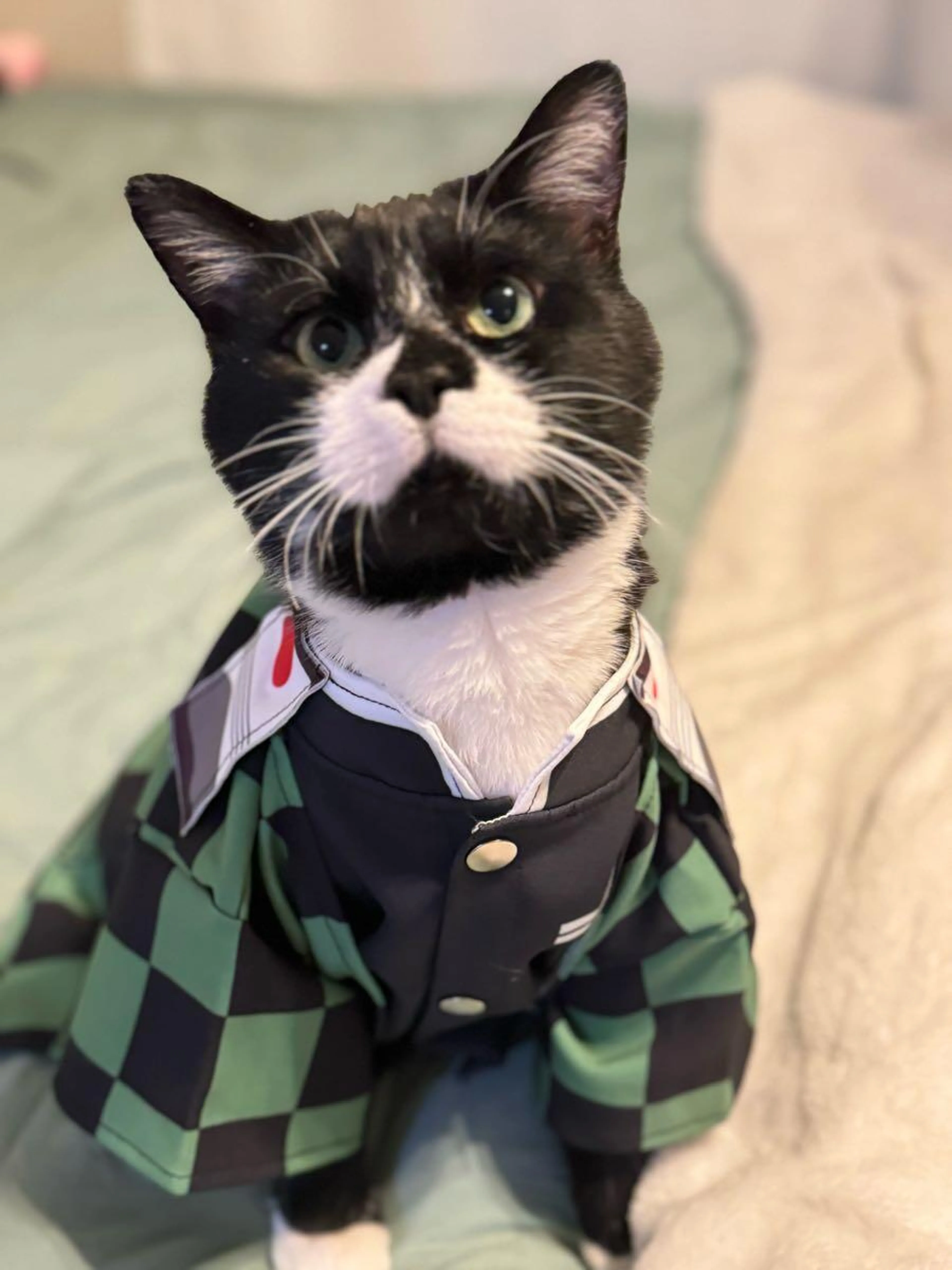 Lost pet
