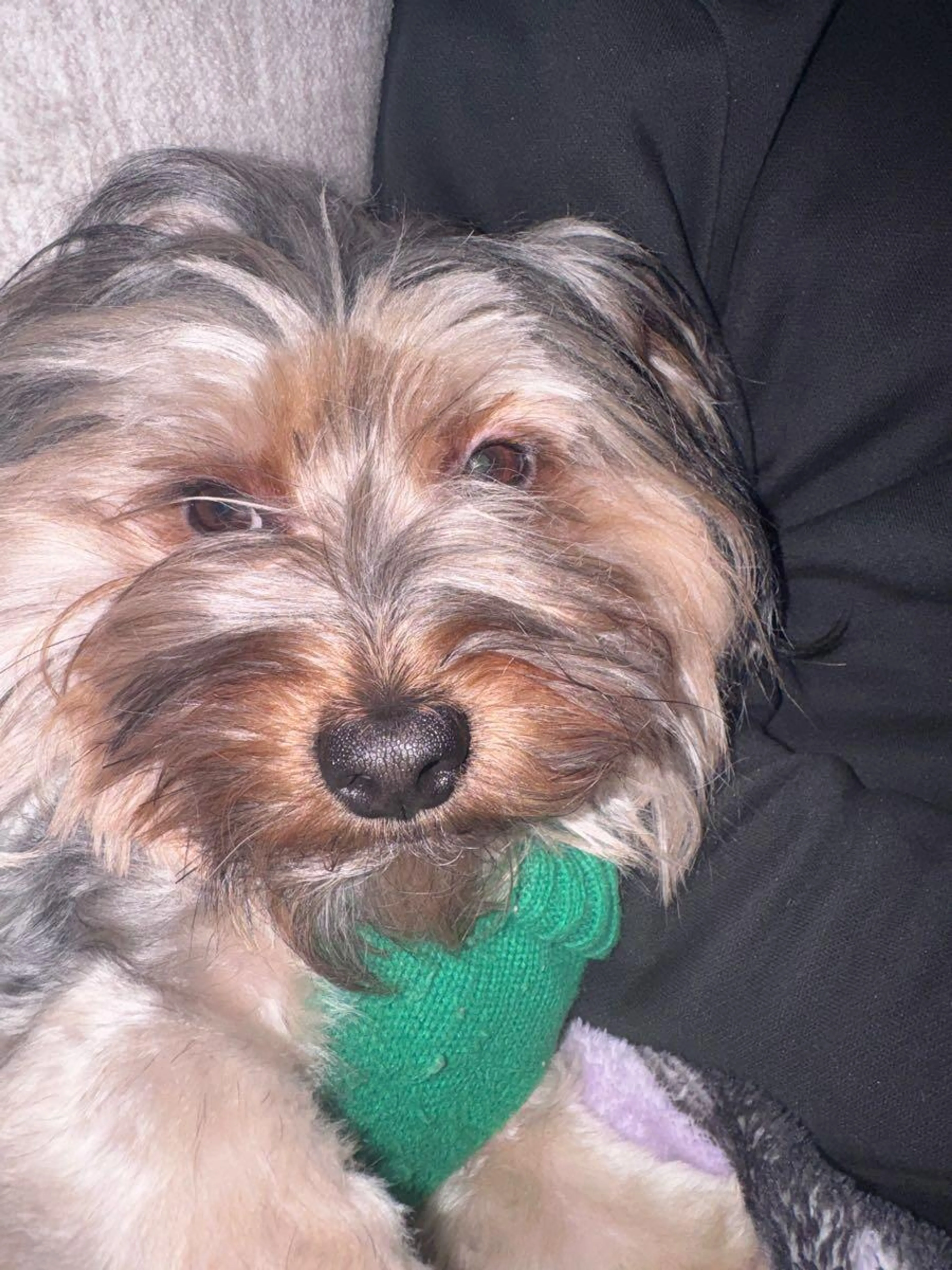 Lost pet