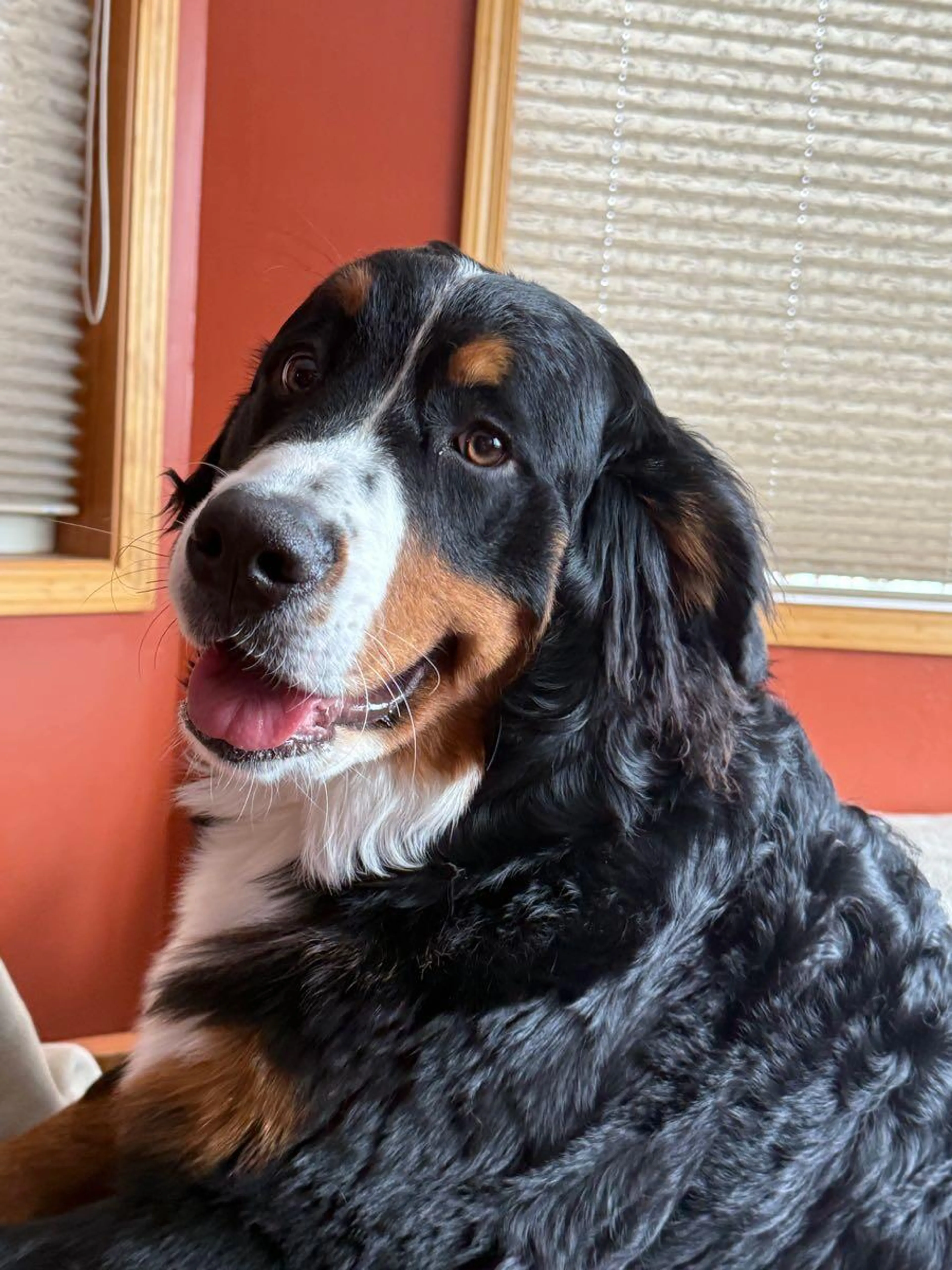 Lost pet