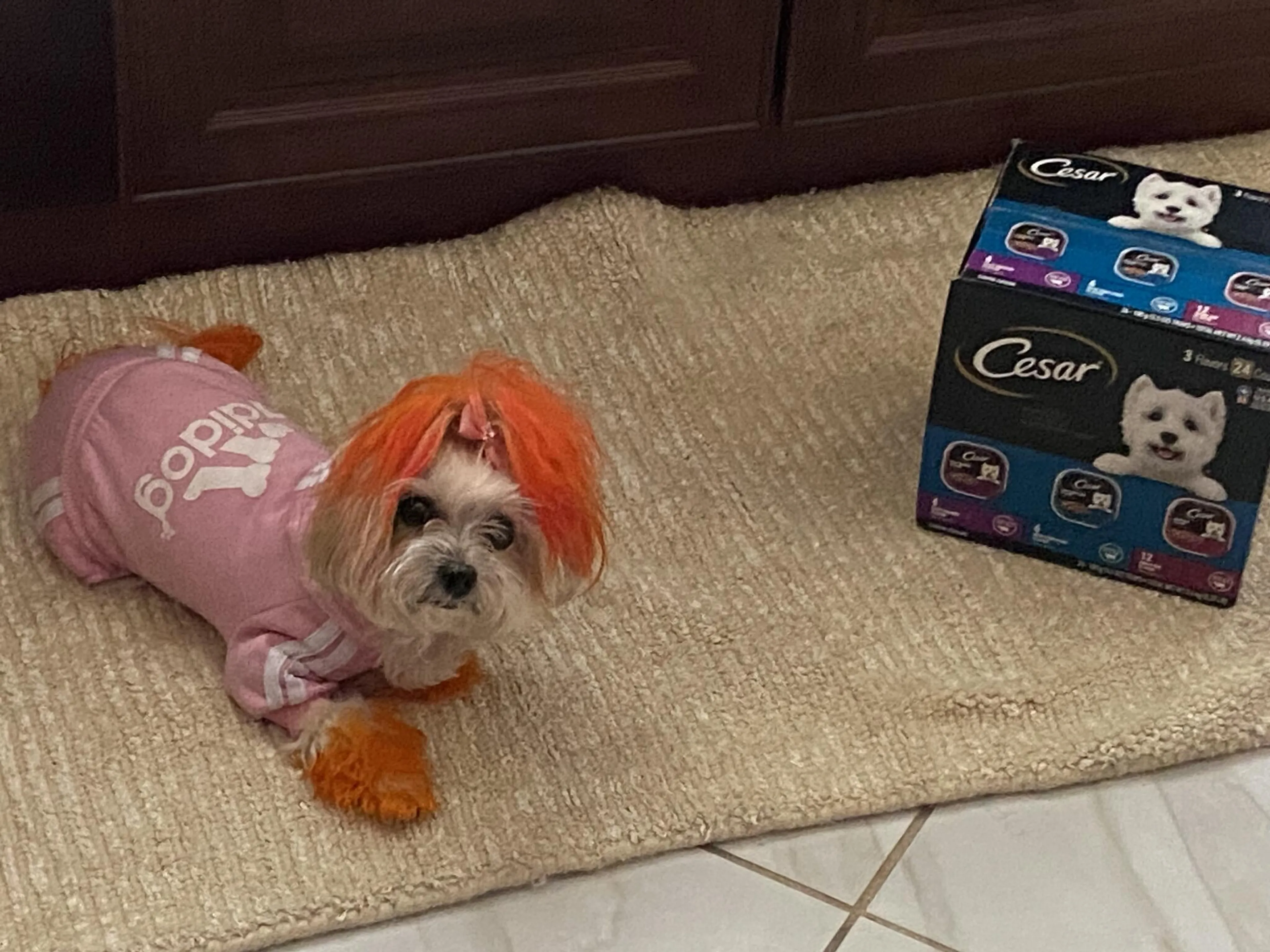 Lost pet