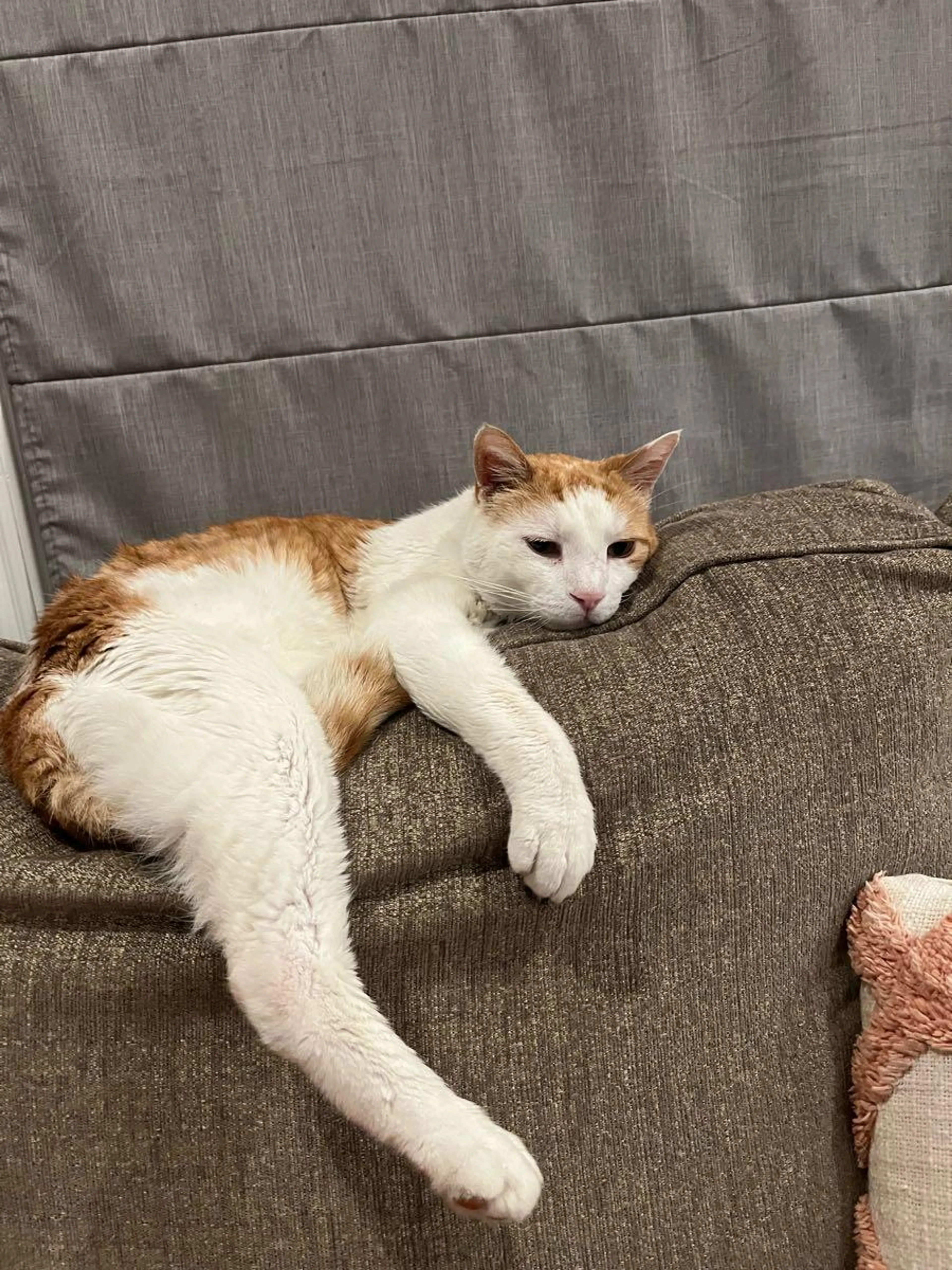 Lost pet