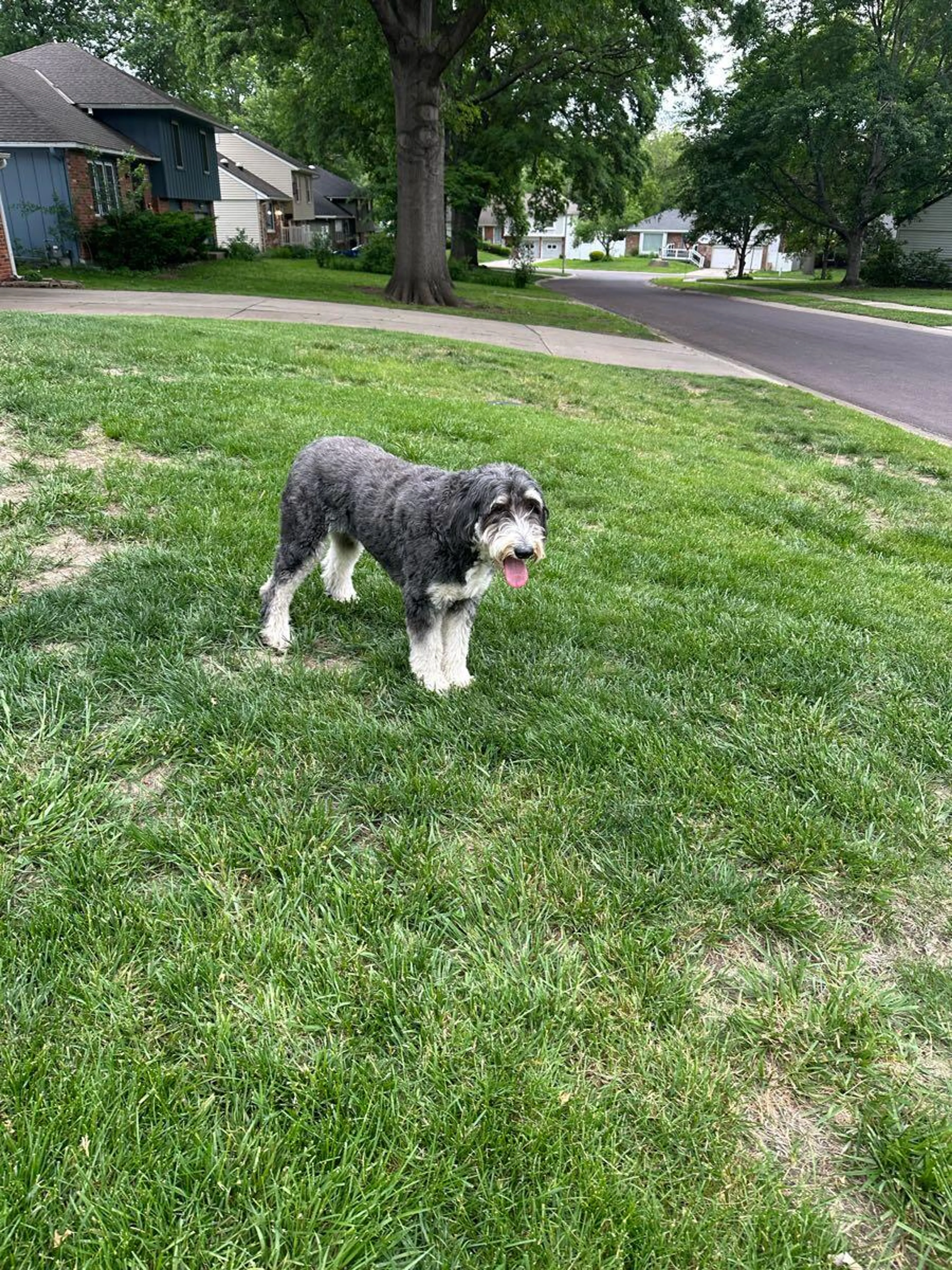 Lost pet