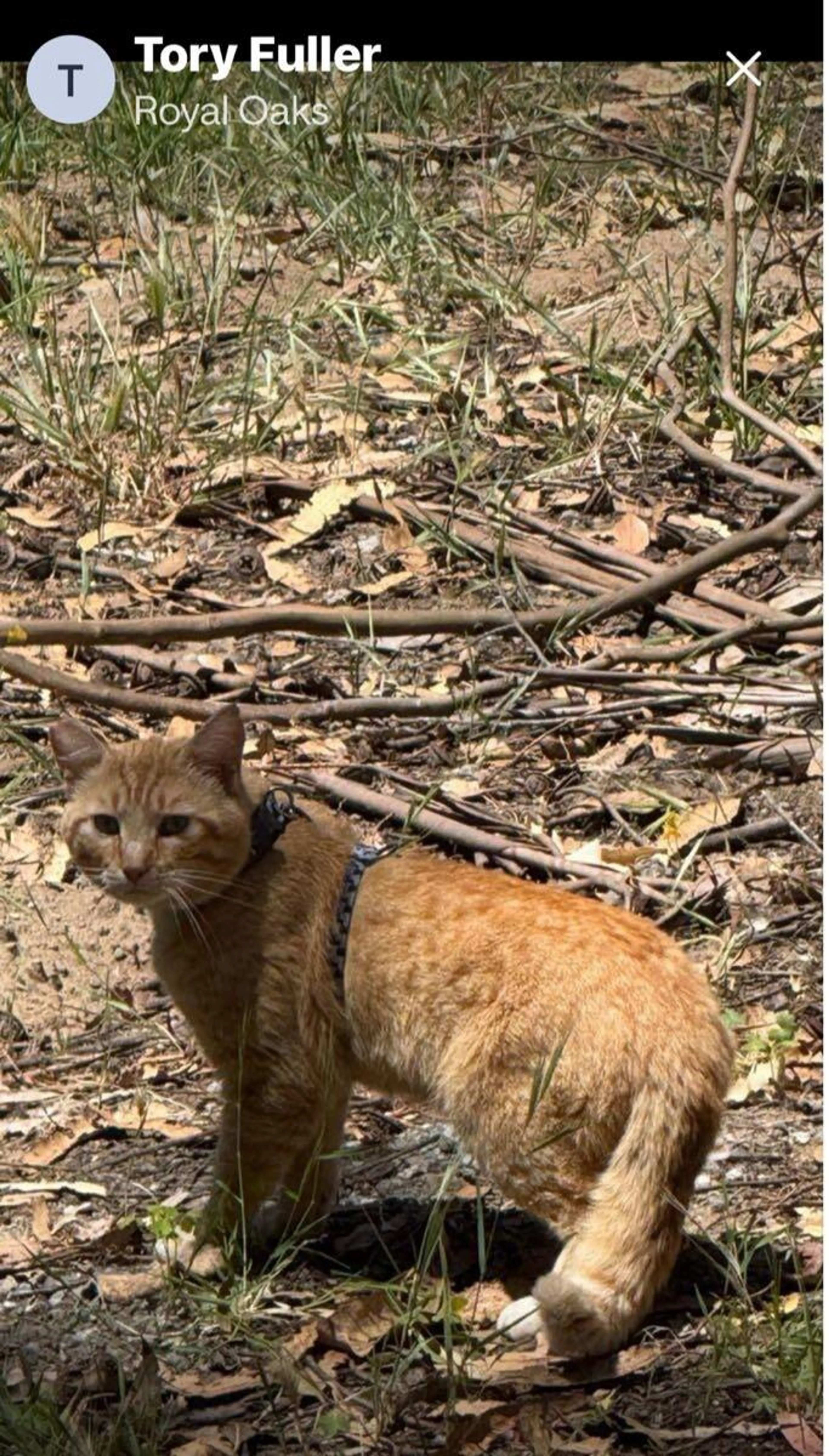 Found pet