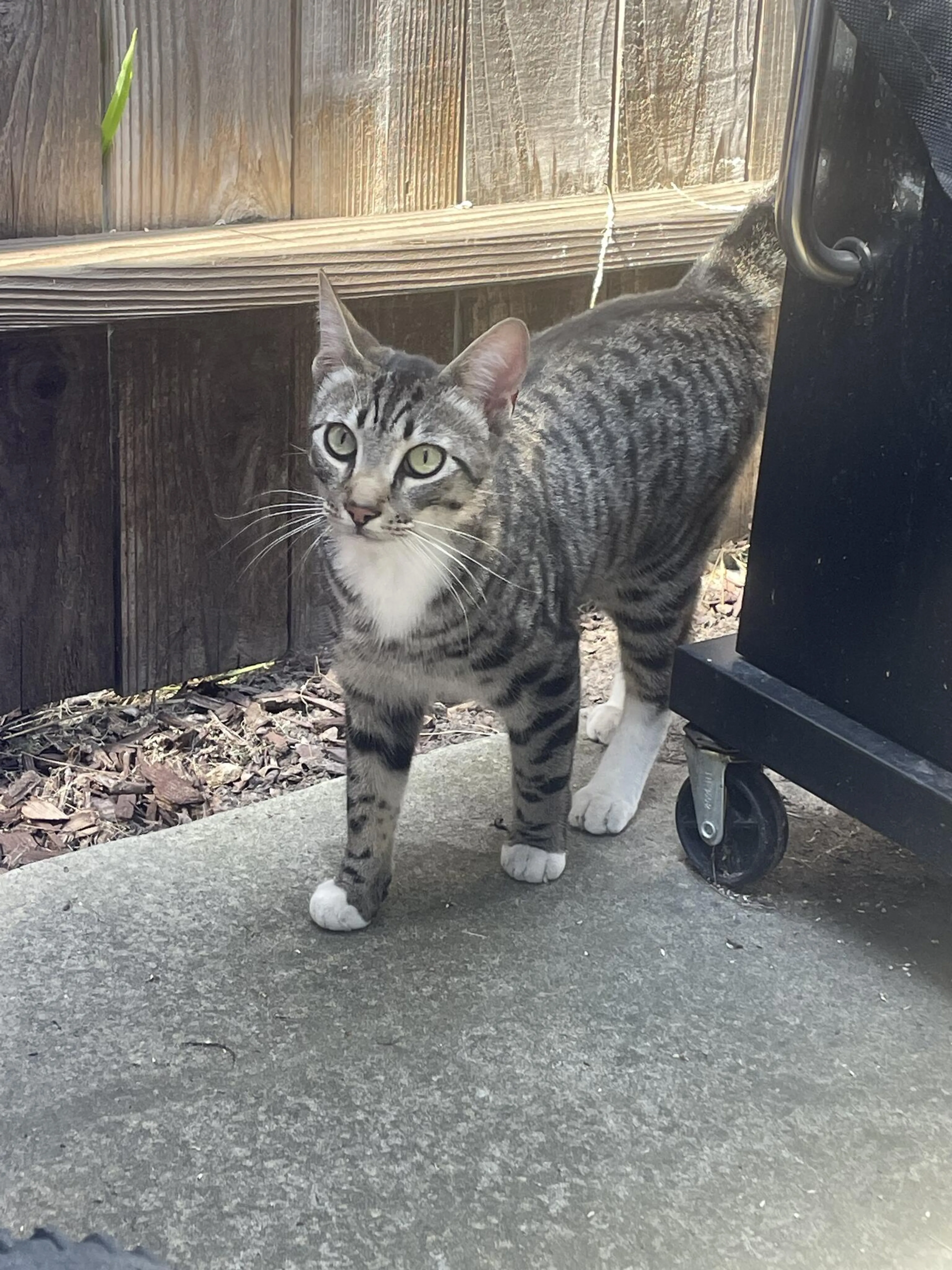 Found pet