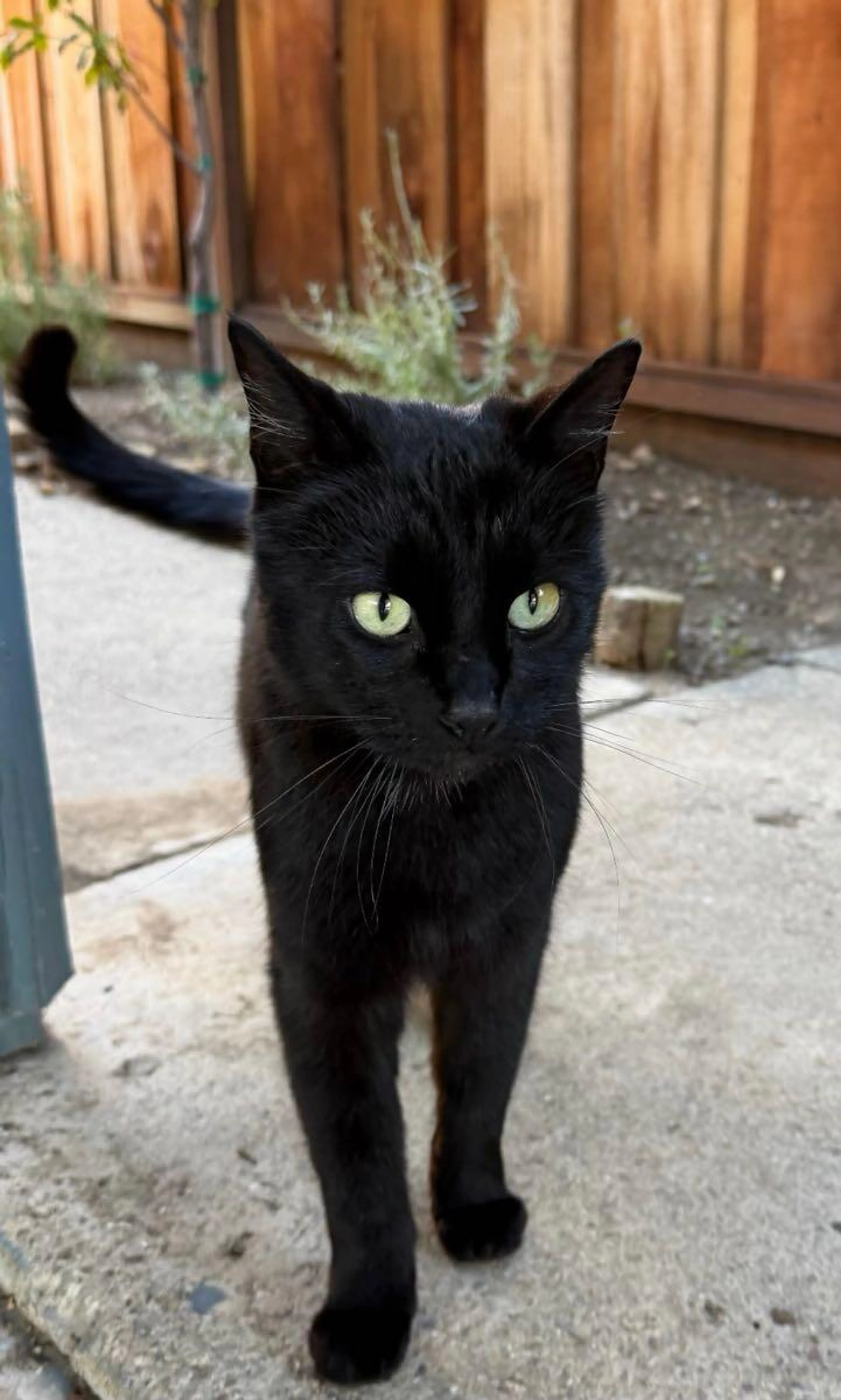 Found pet