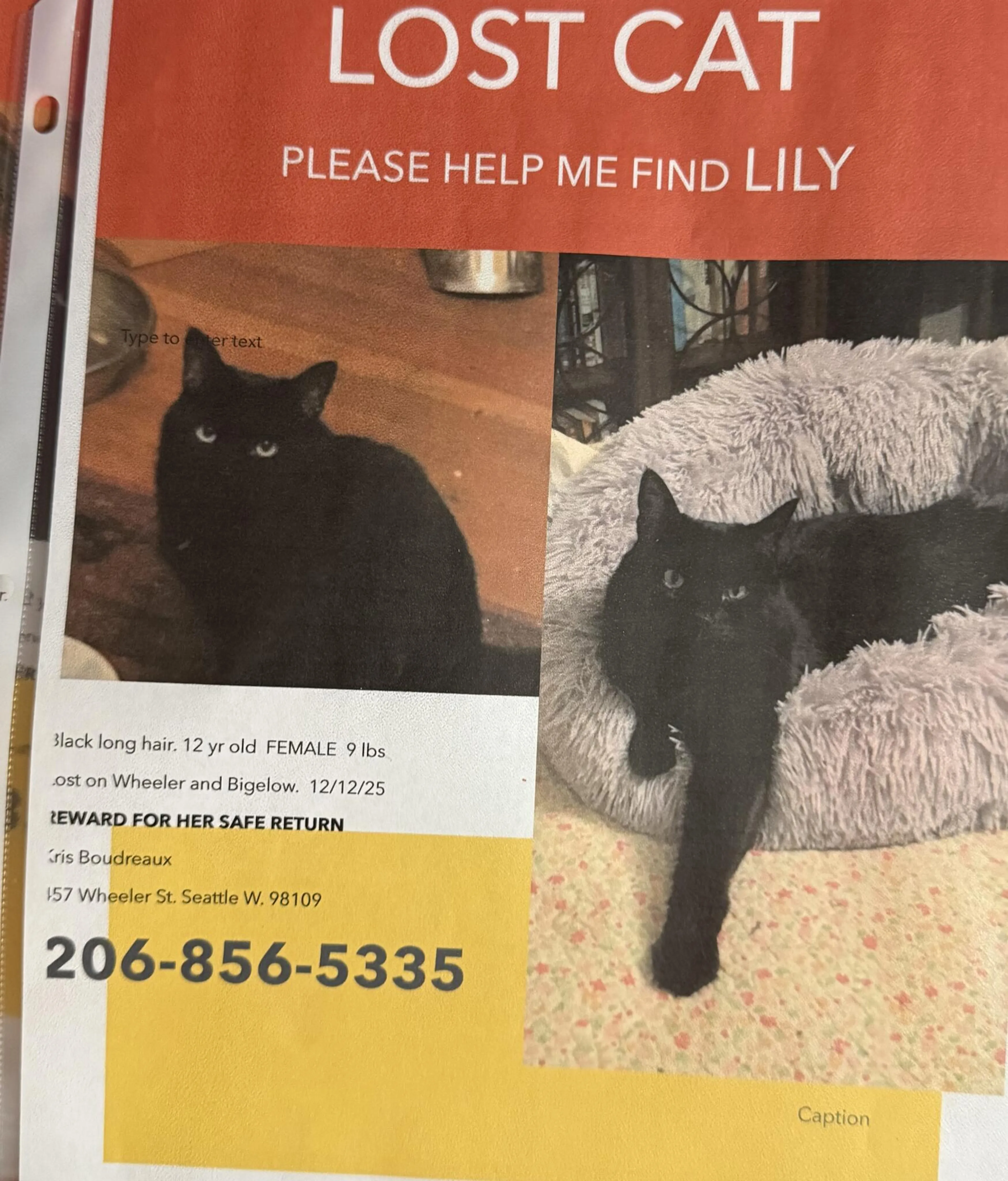 Lost pet
