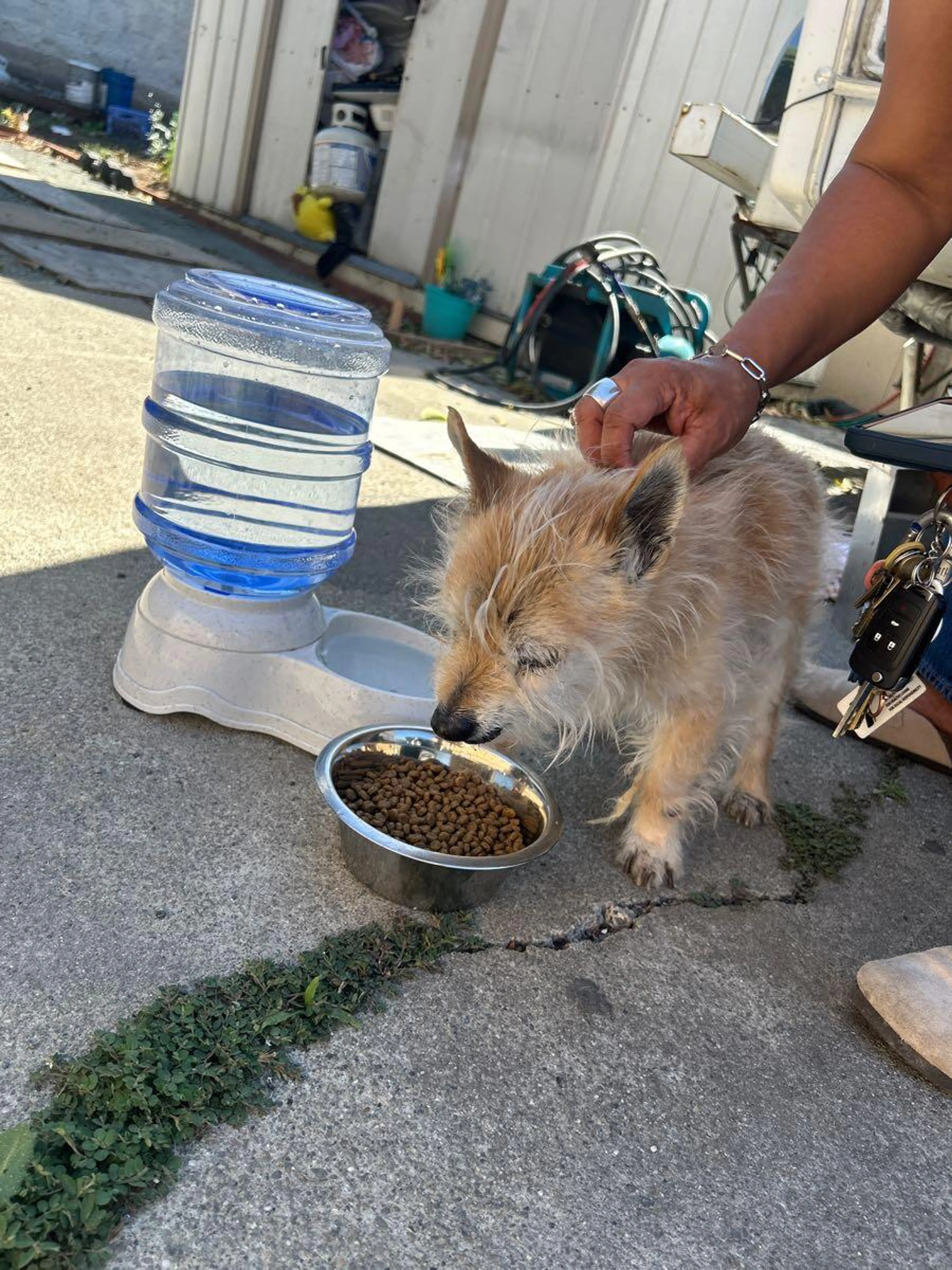Lost pet