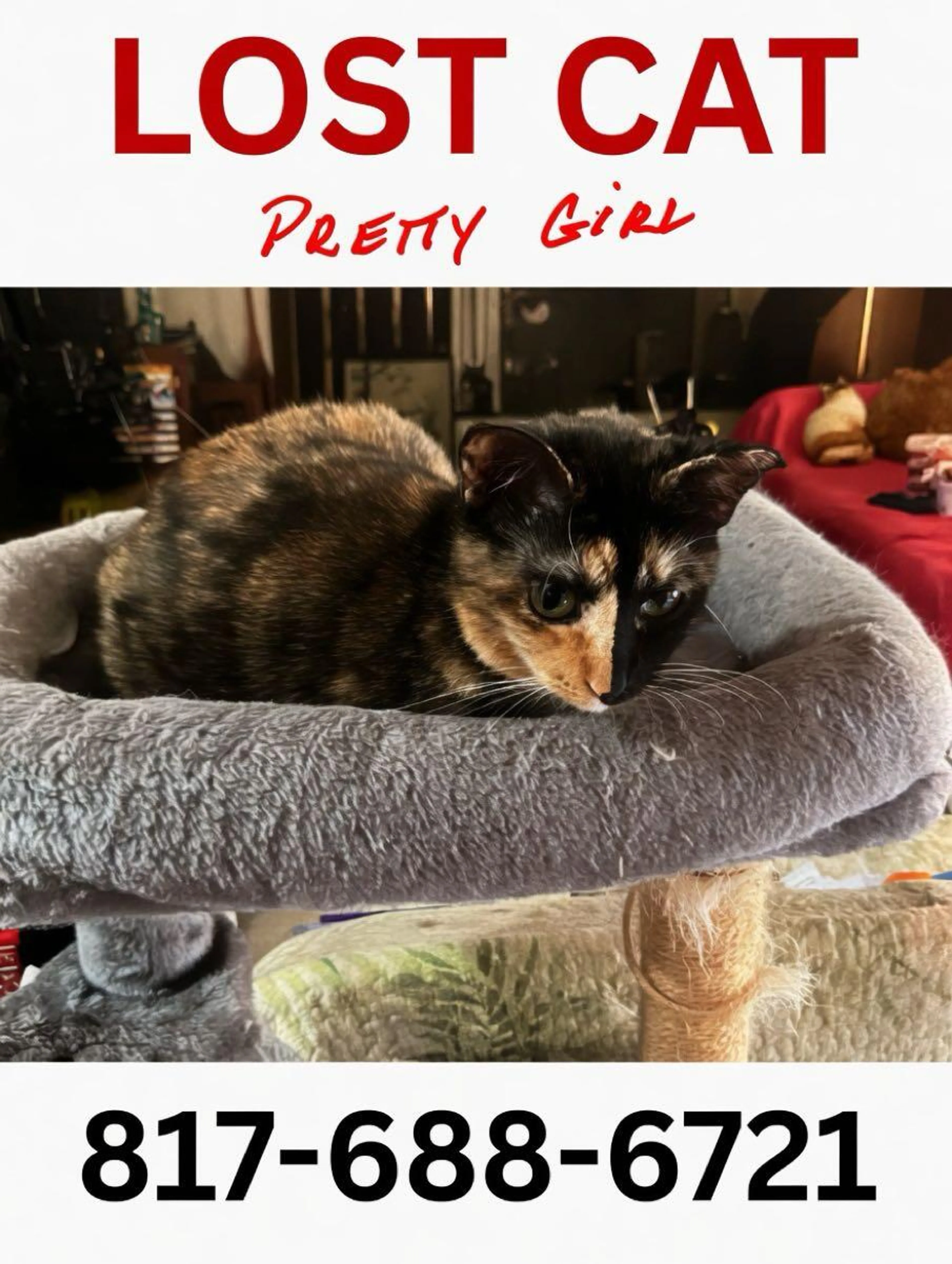 Lost pet