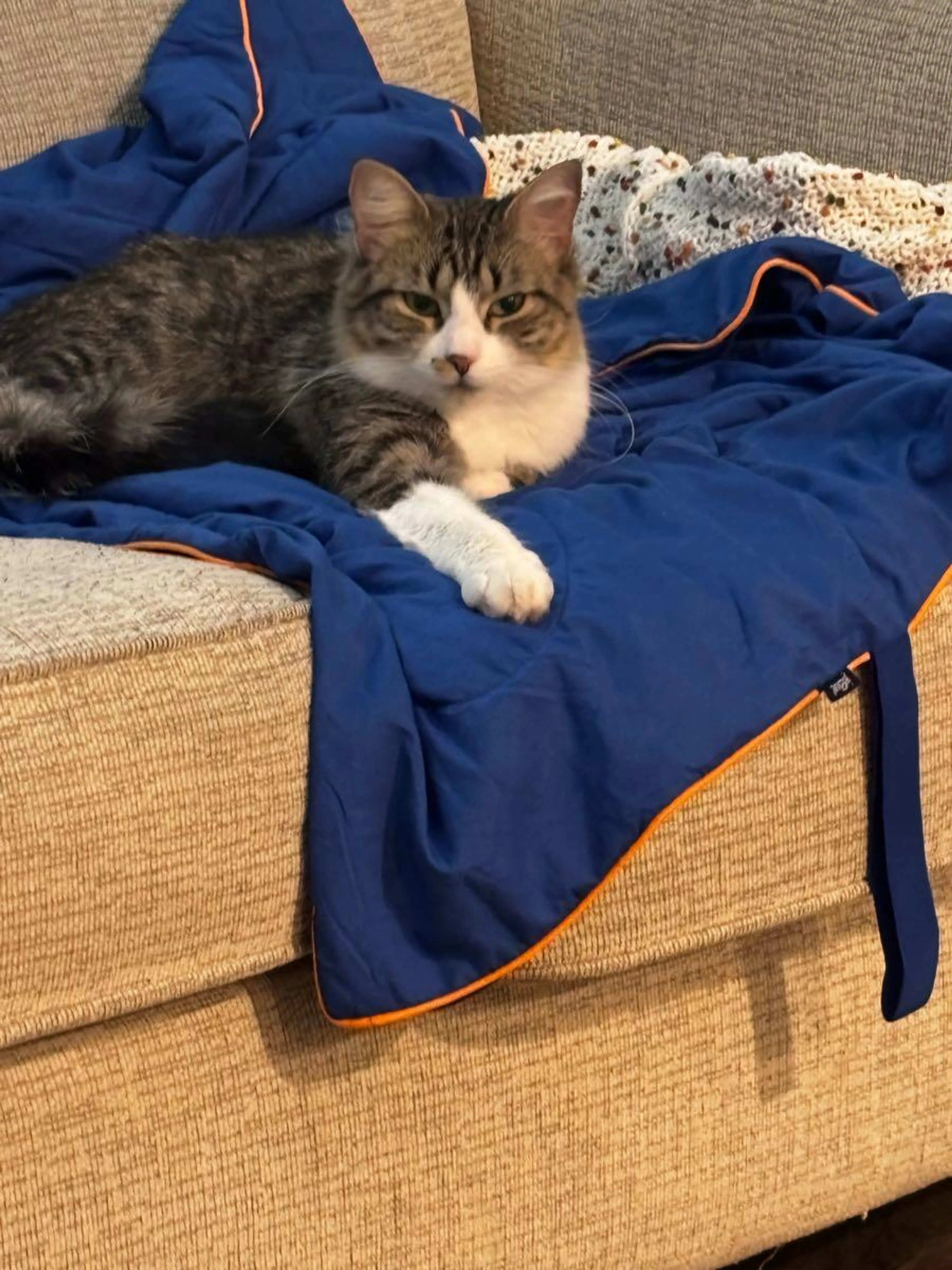 Lost pet