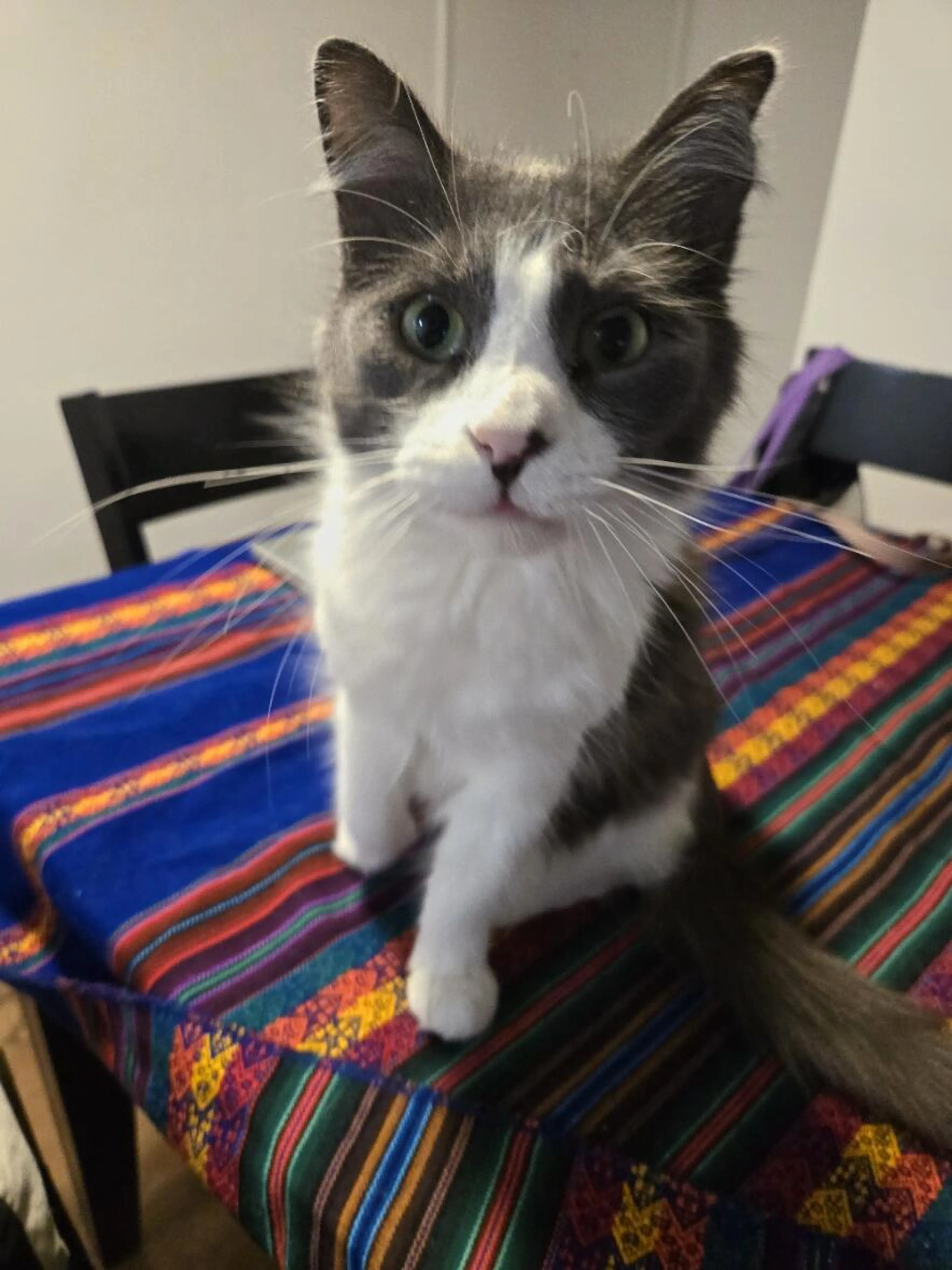 Lost pet