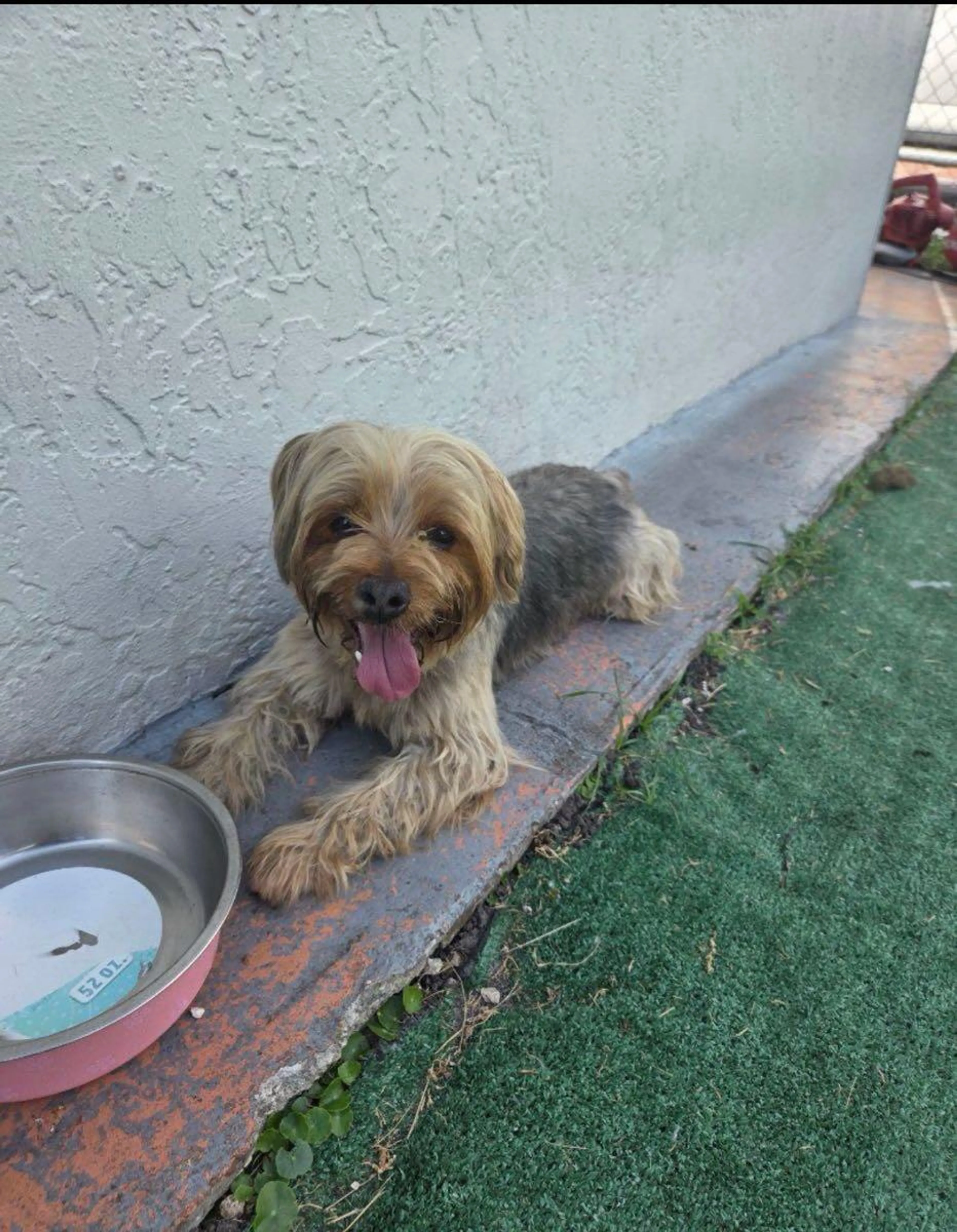Found pet