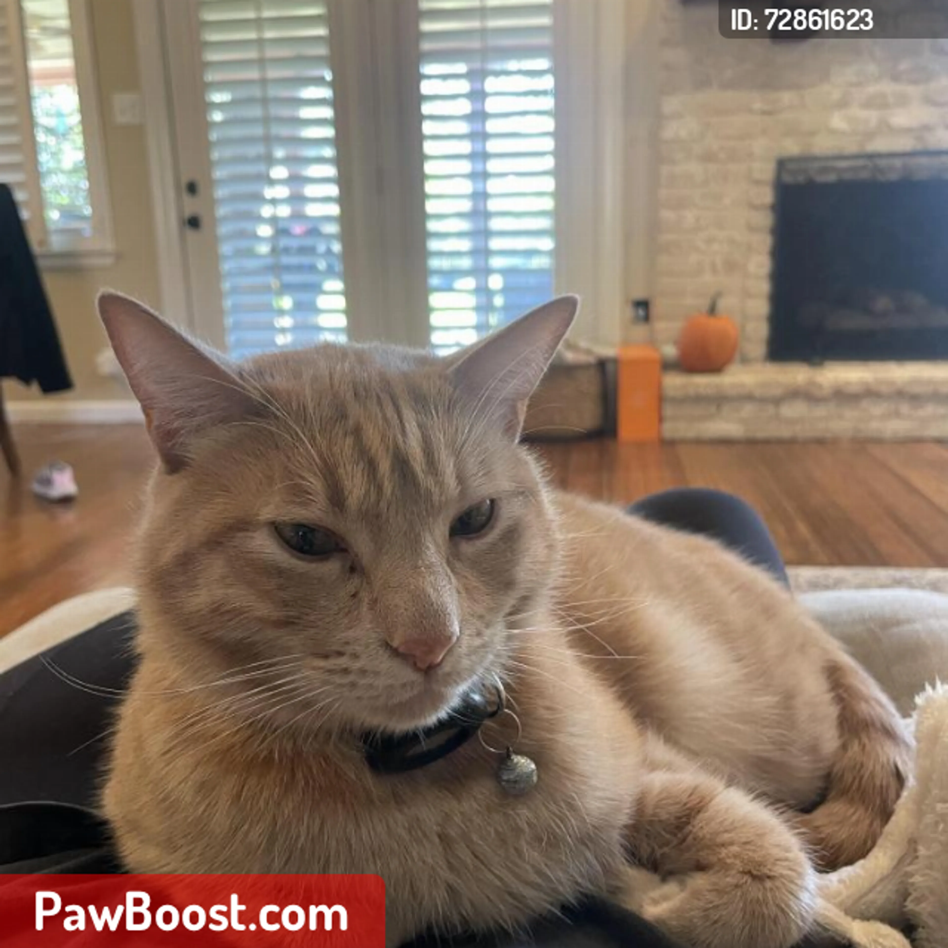 Lost pet