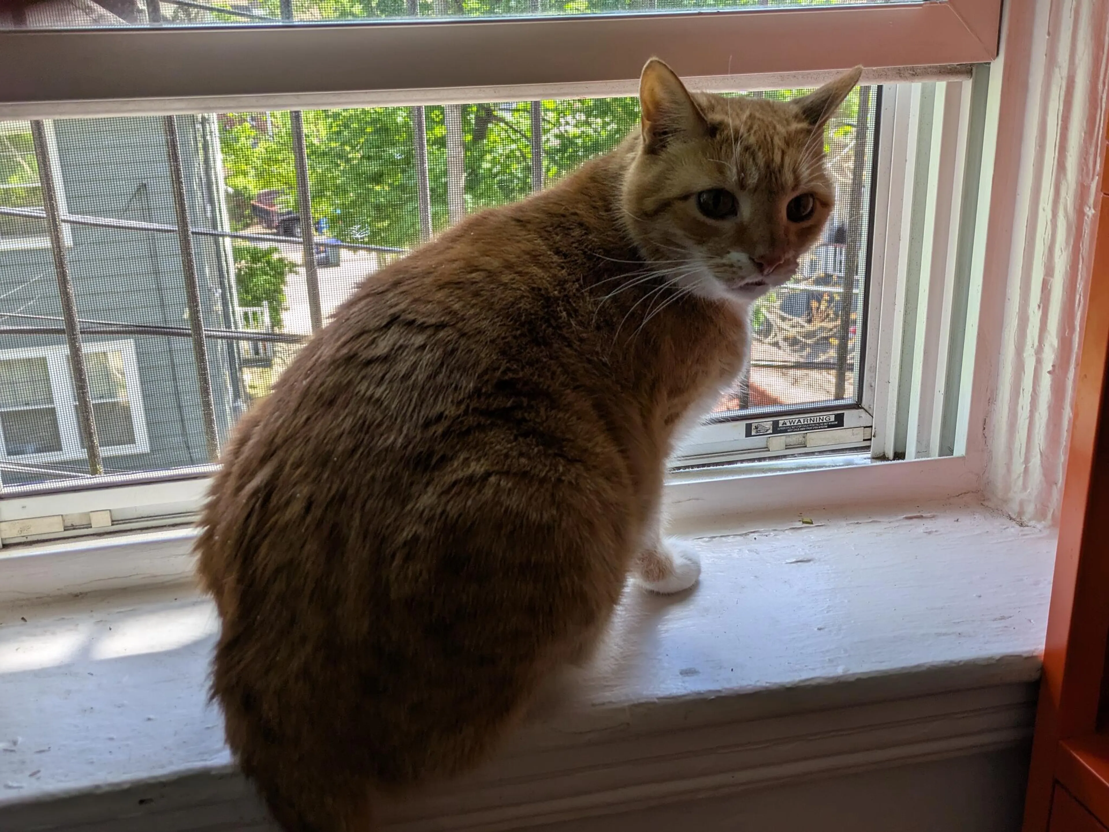 Lost pet