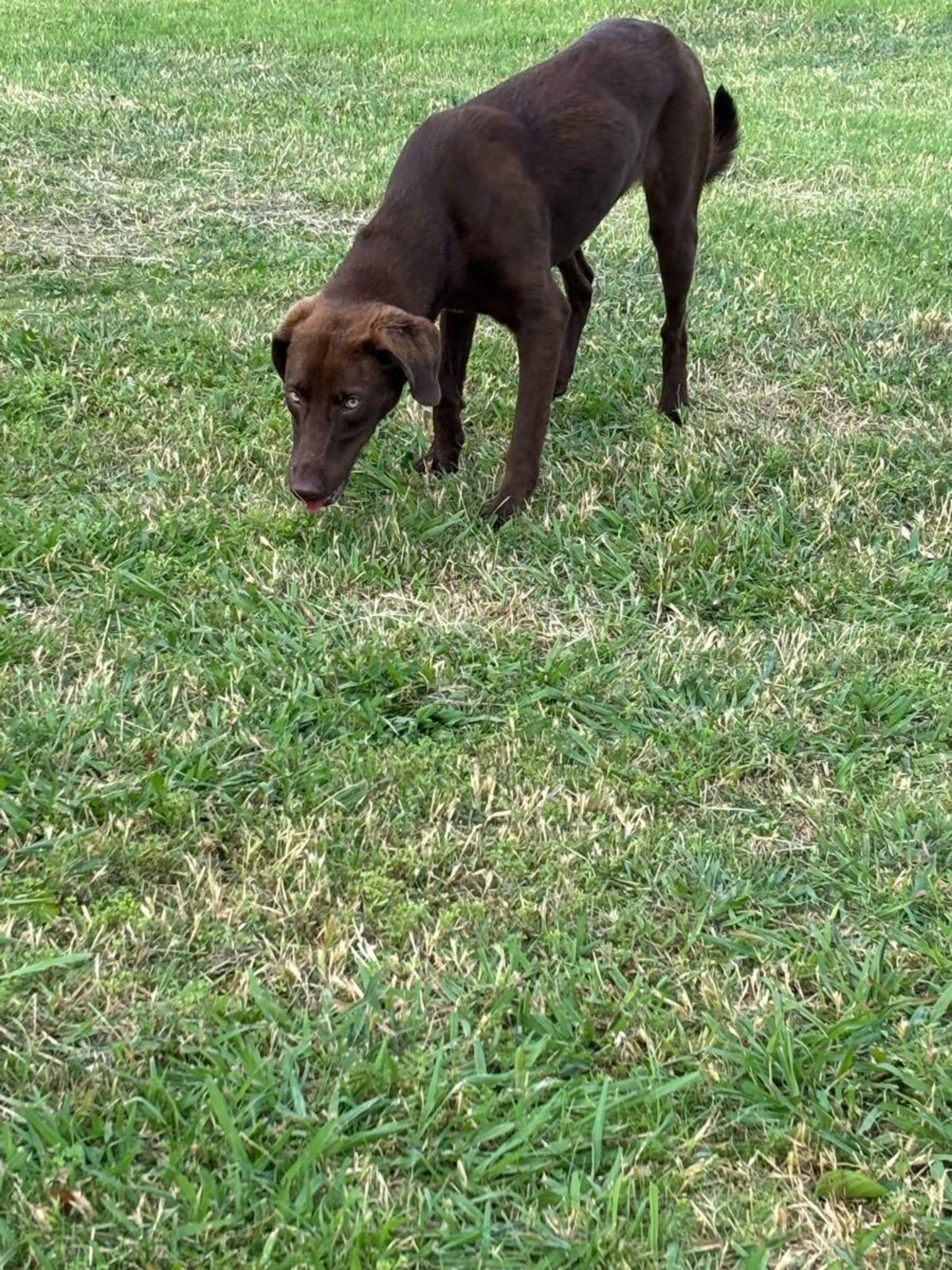 Found pet