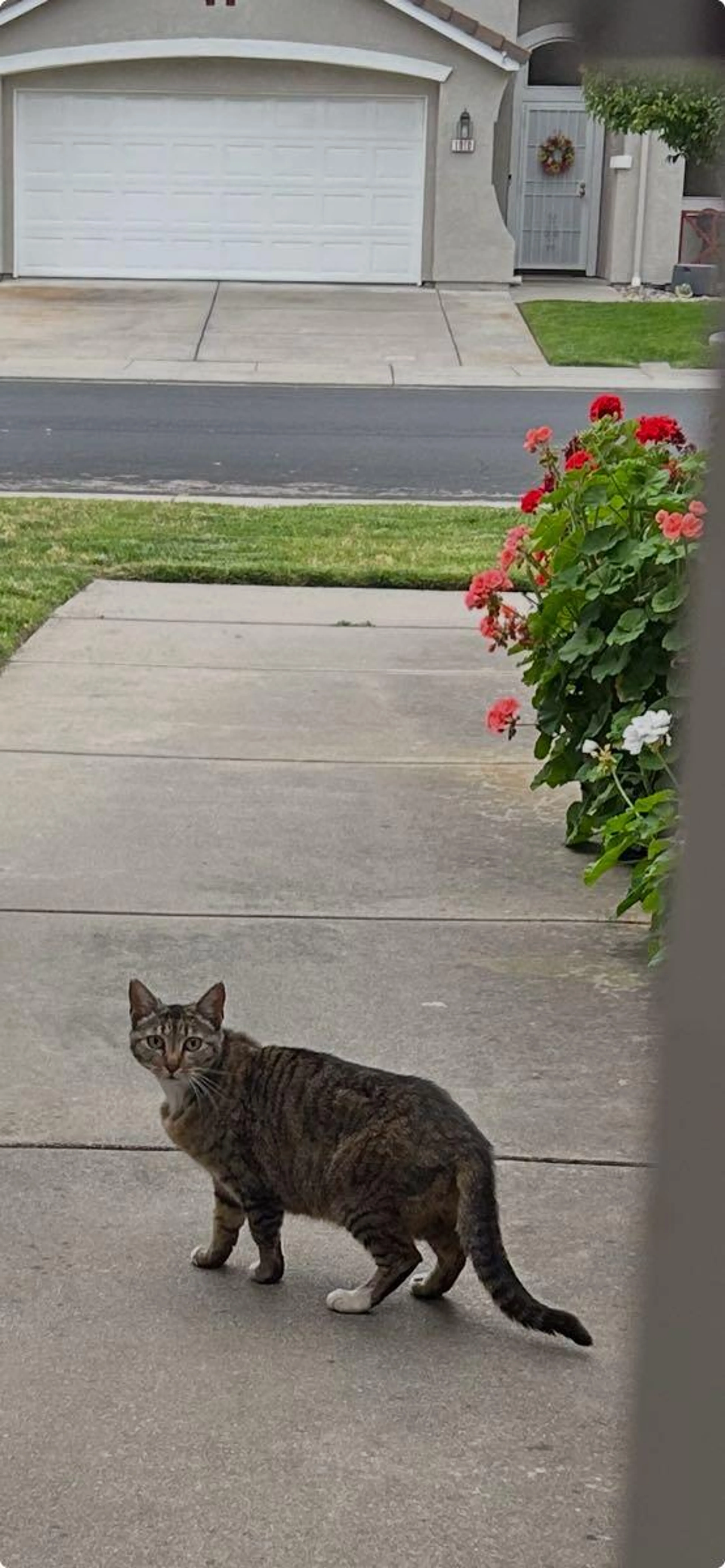 Found pet