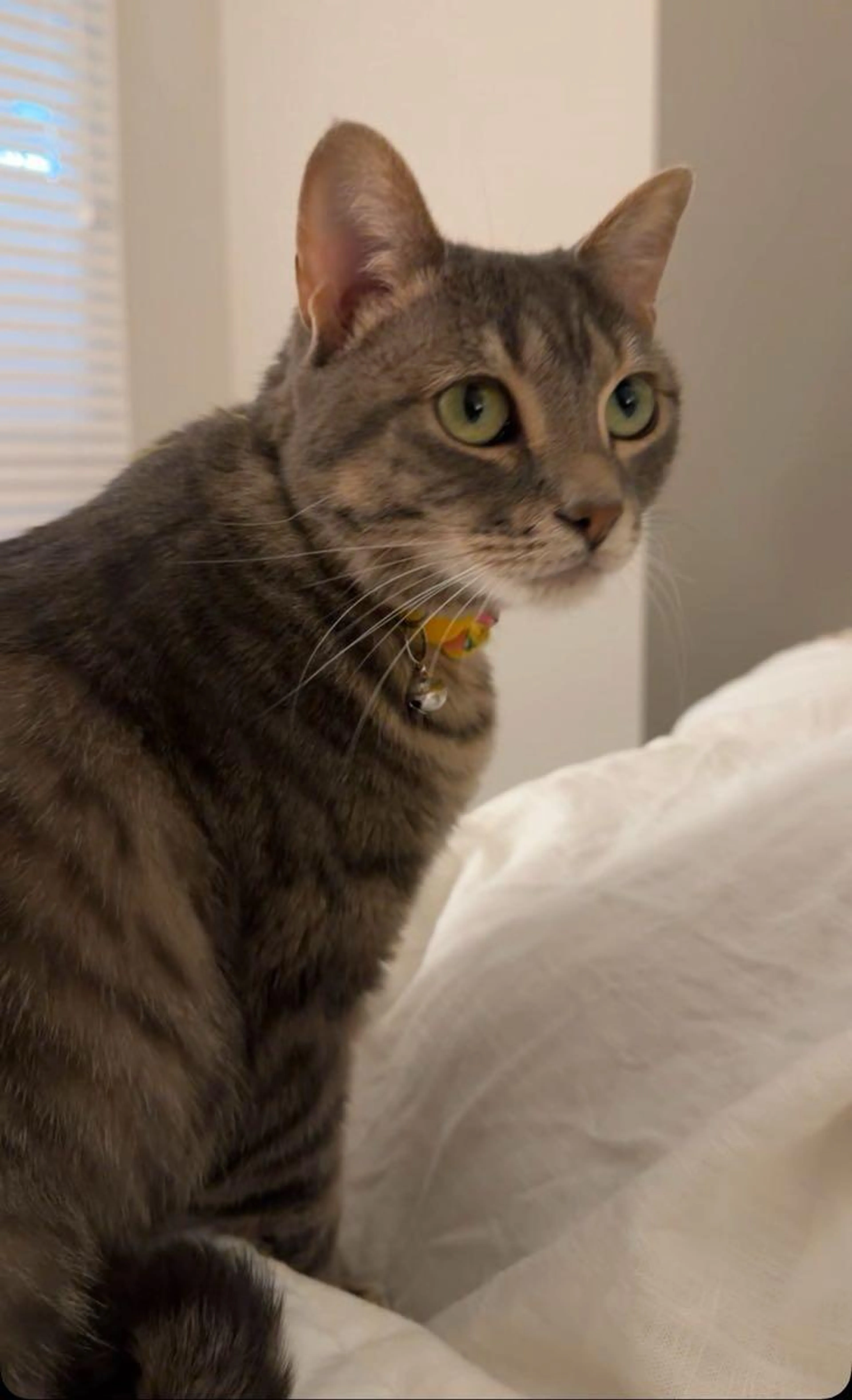 Lost pet