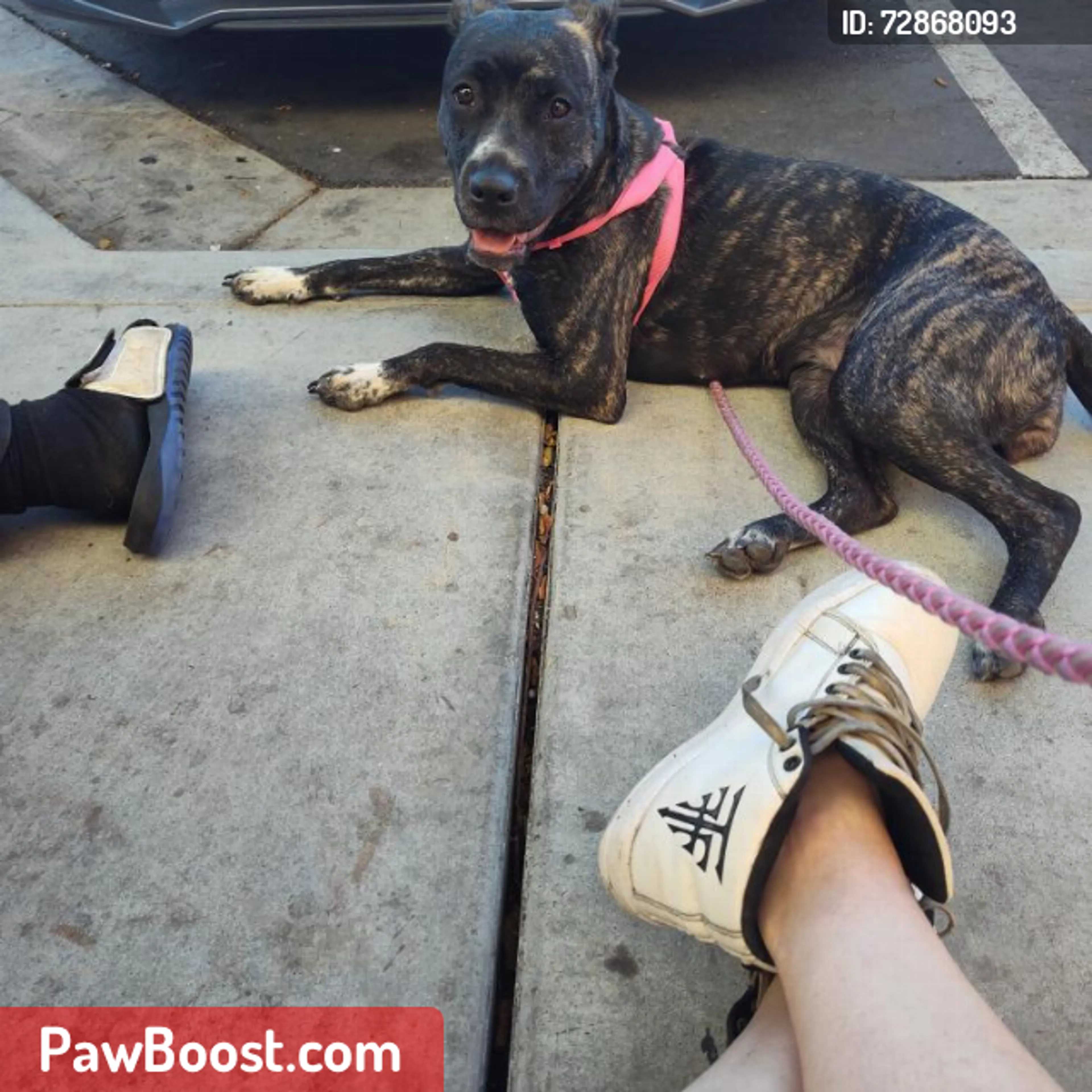 Lost pet