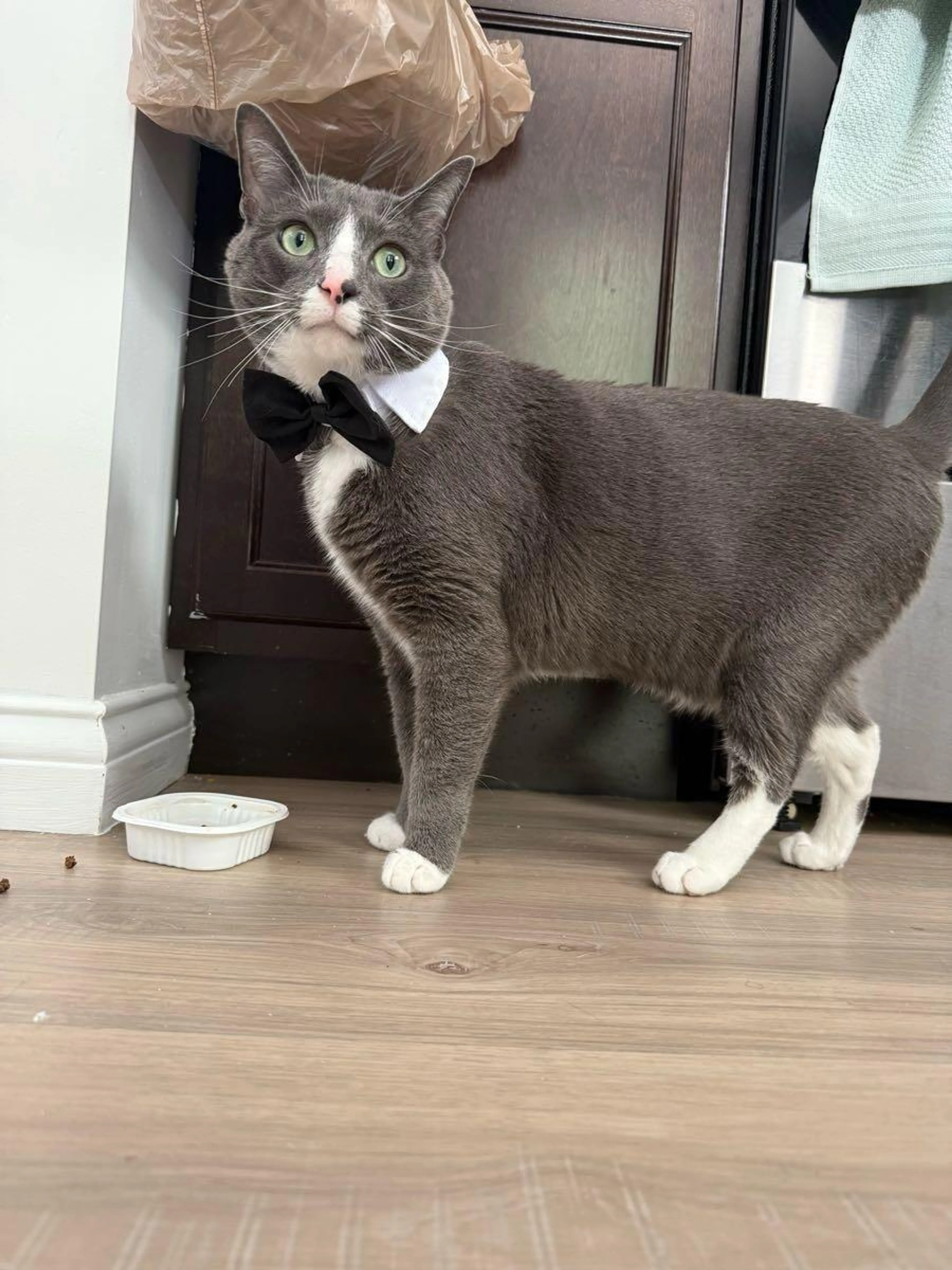 Lost pet