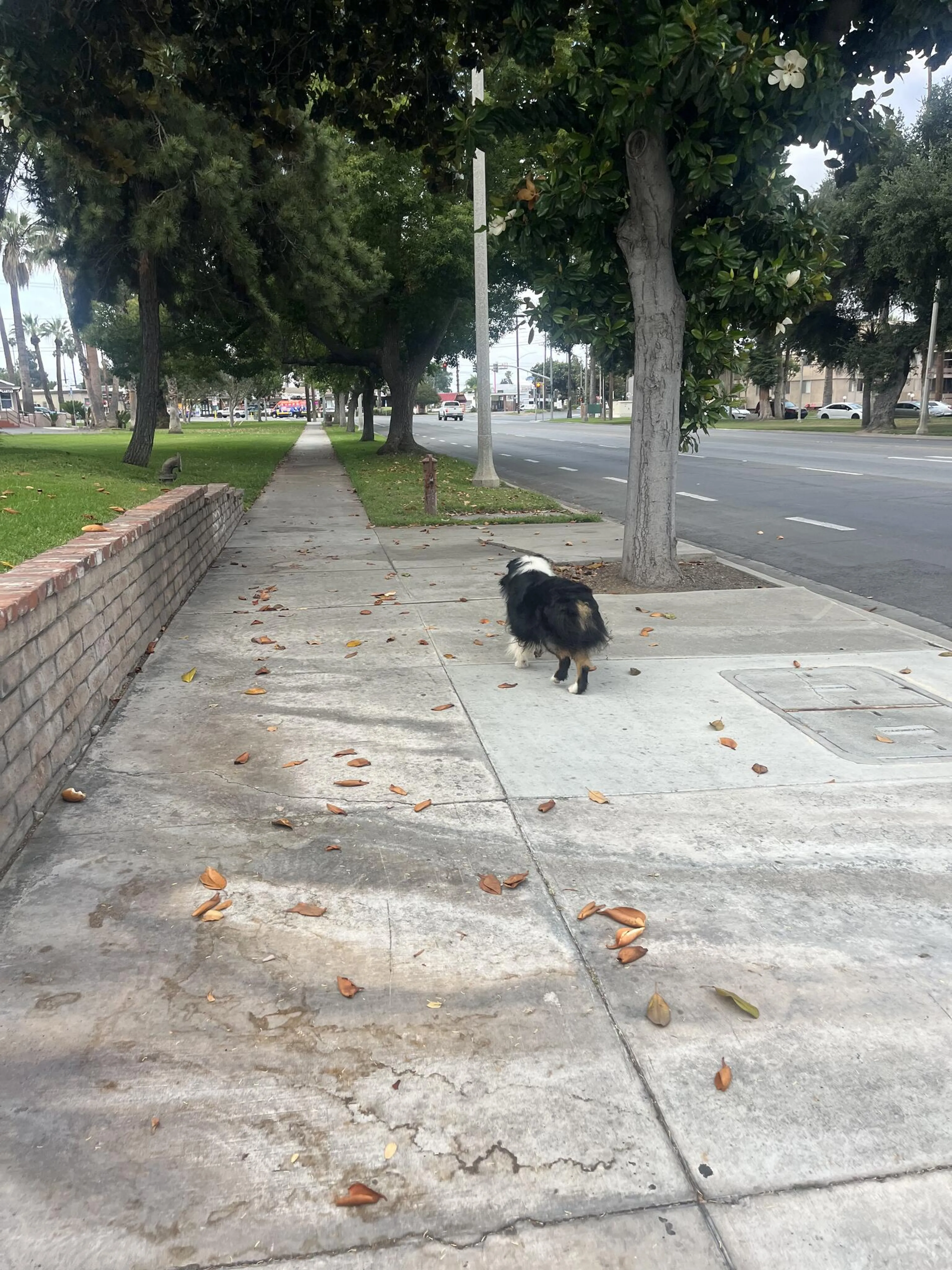 Found pet