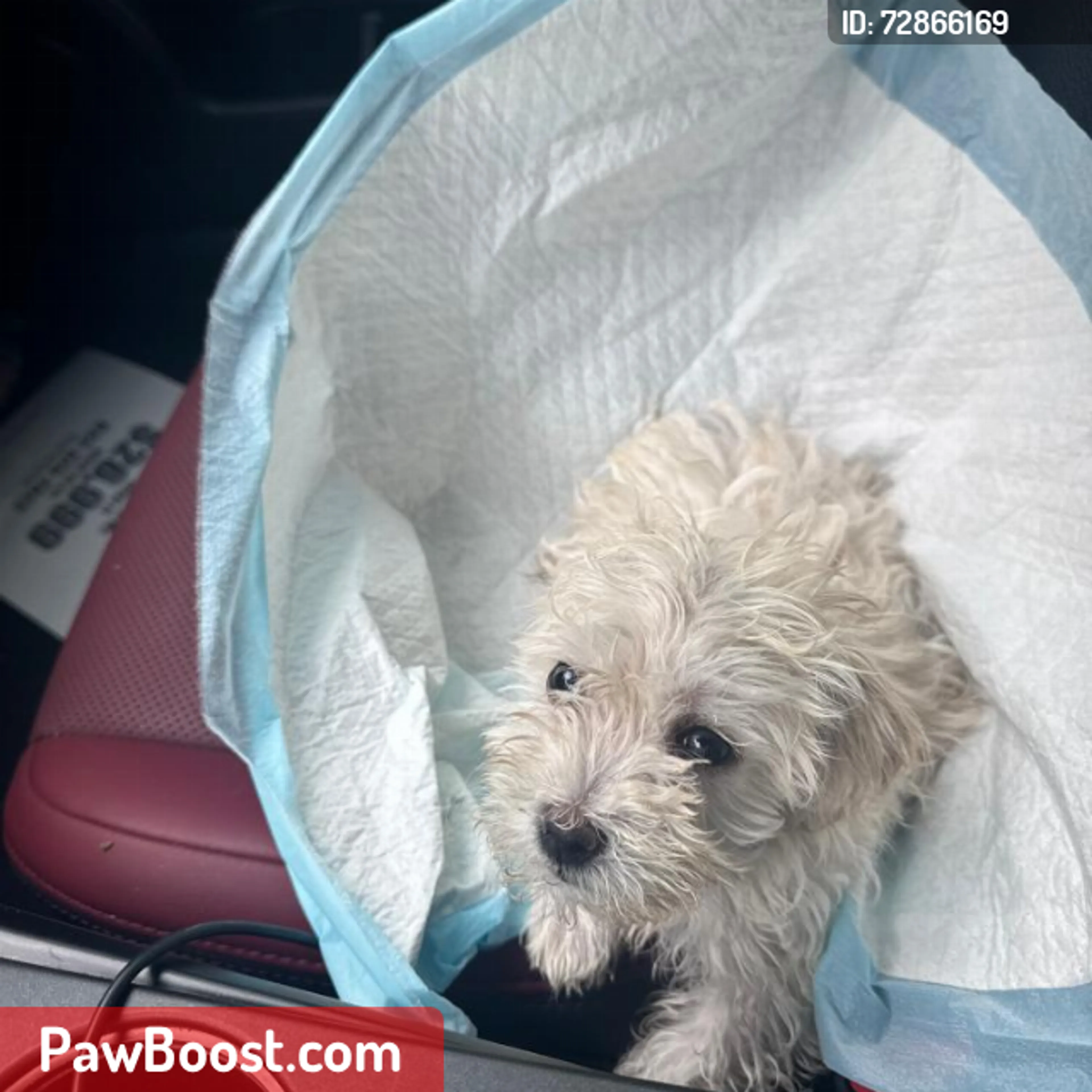 Lost pet