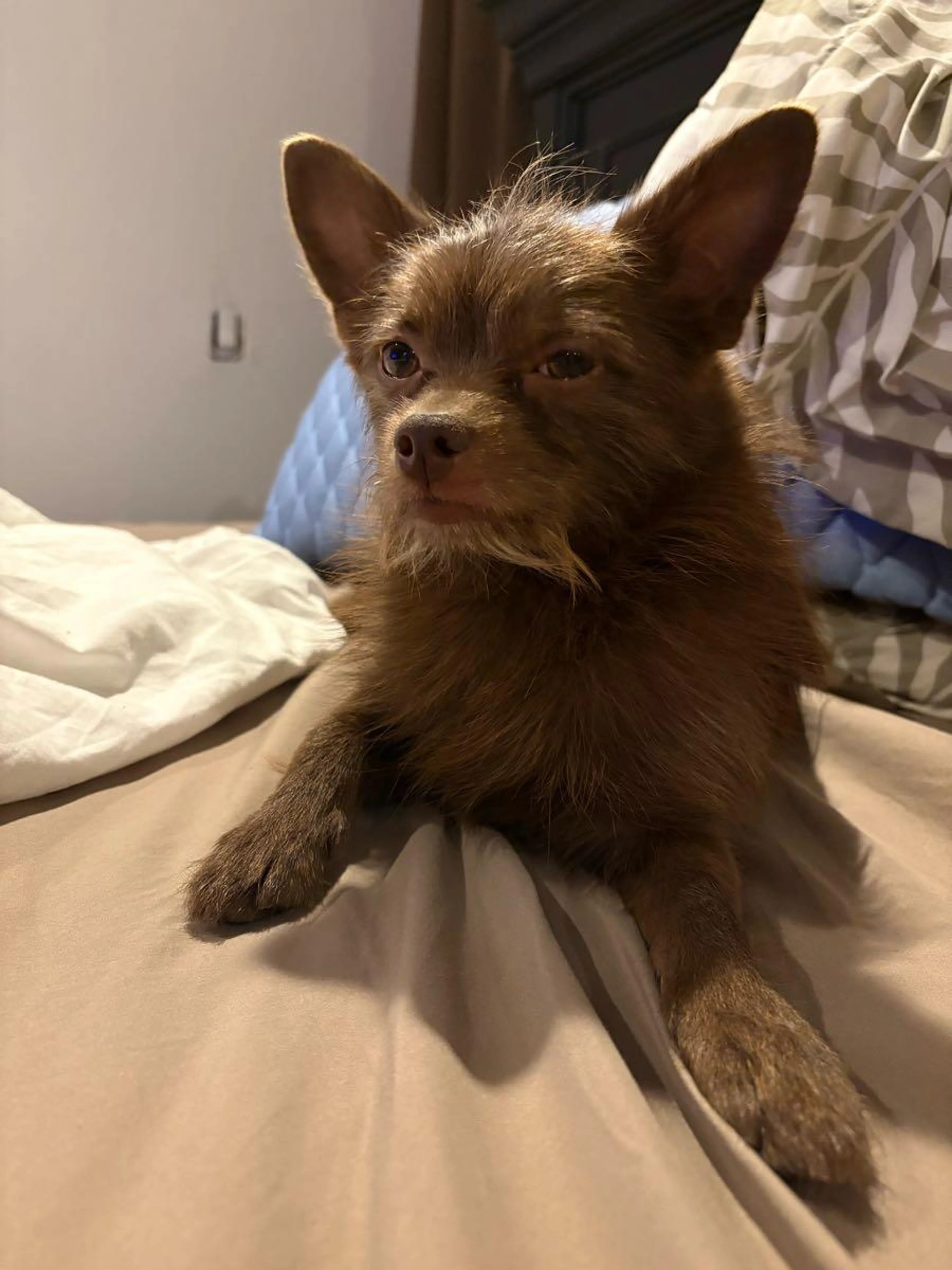 Lost pet