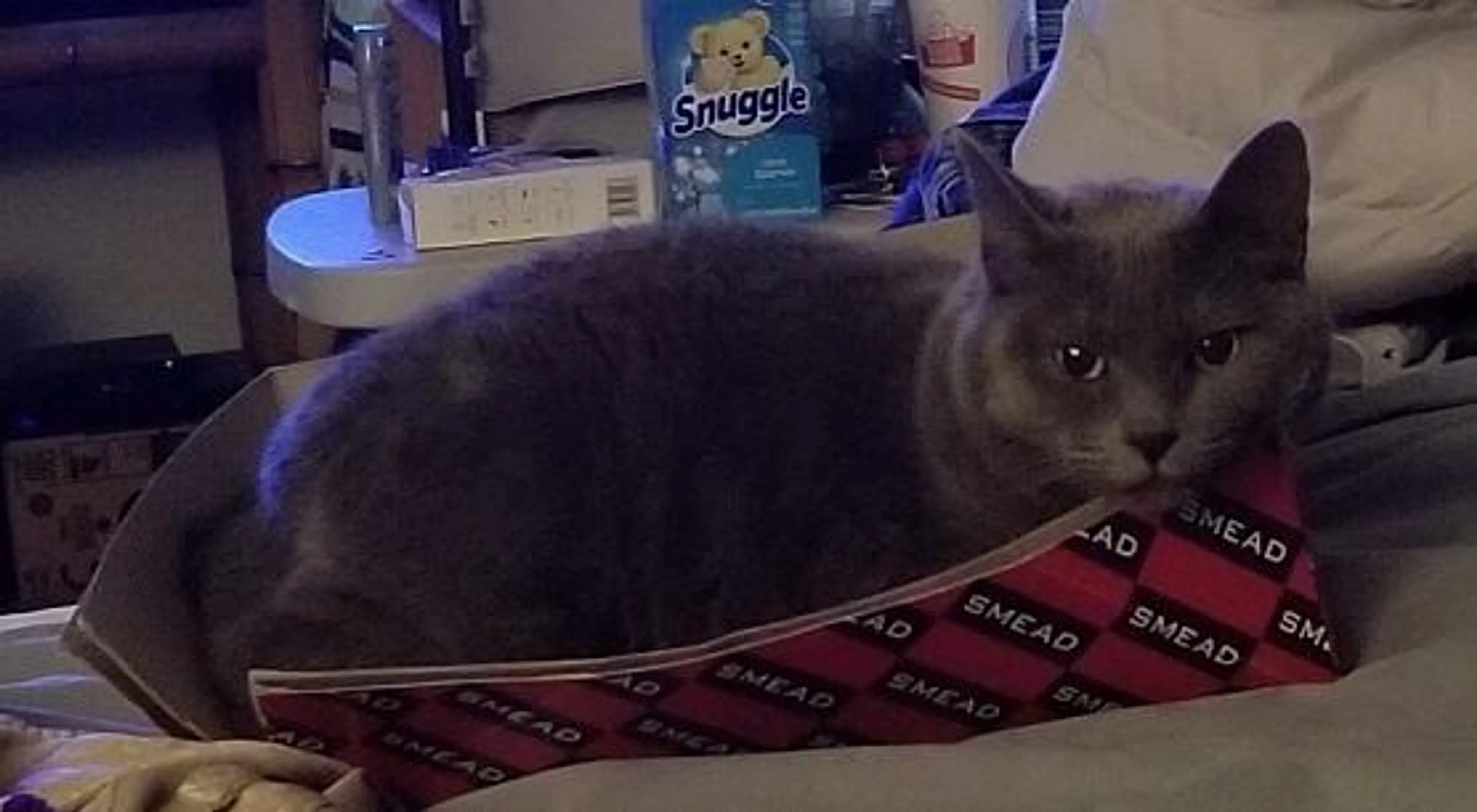 Lost pet