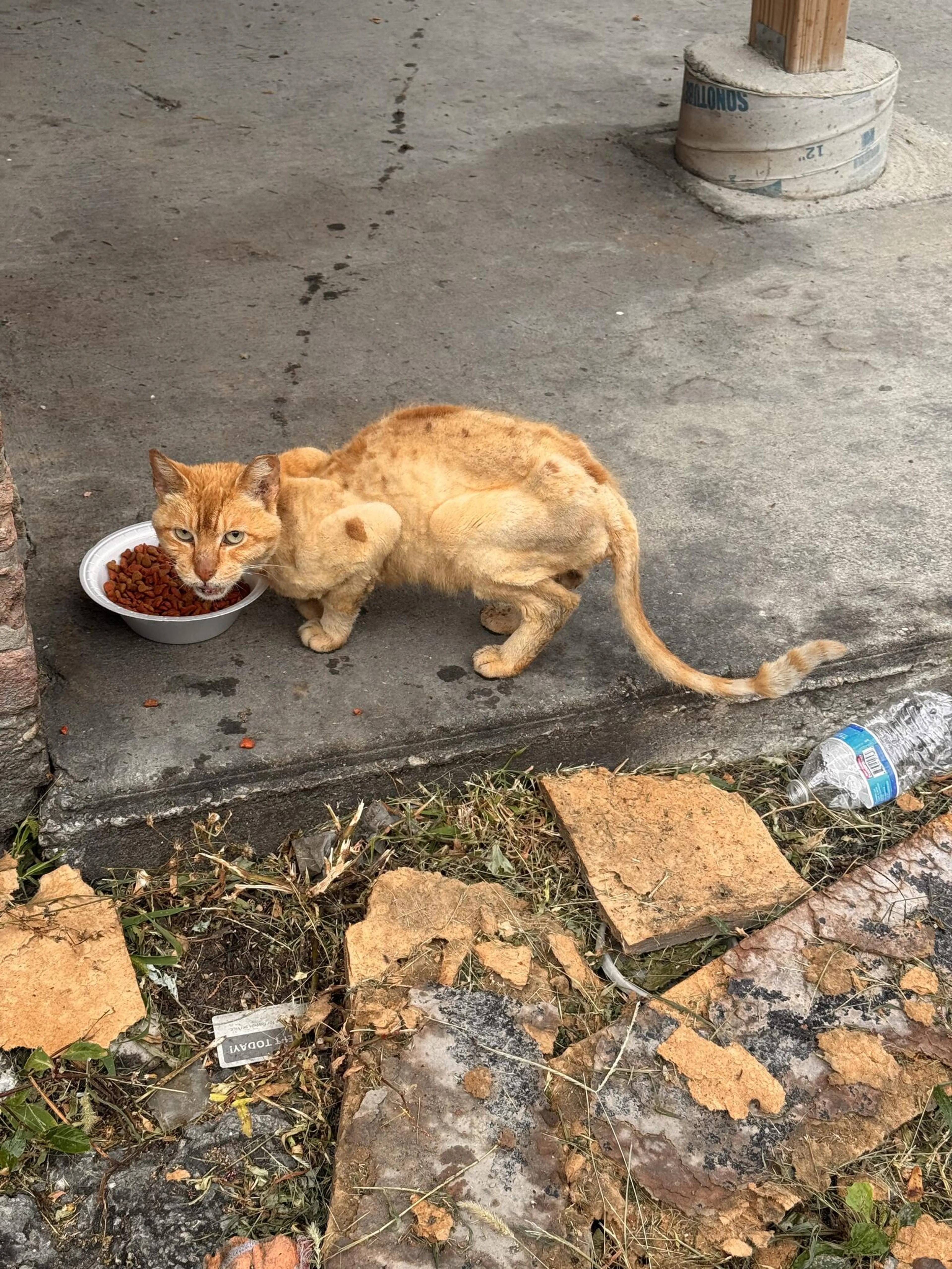 cdn image