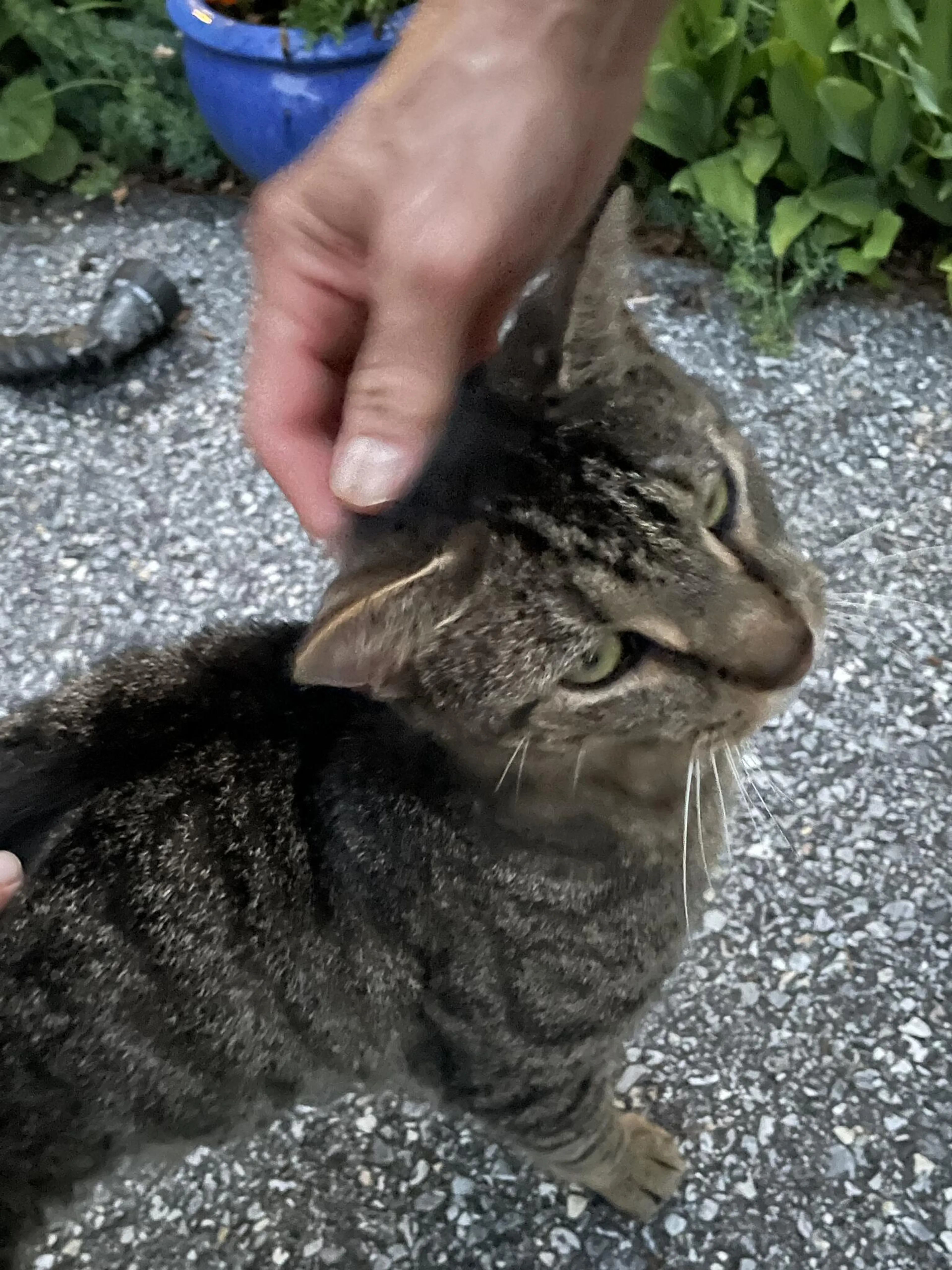 cdn image